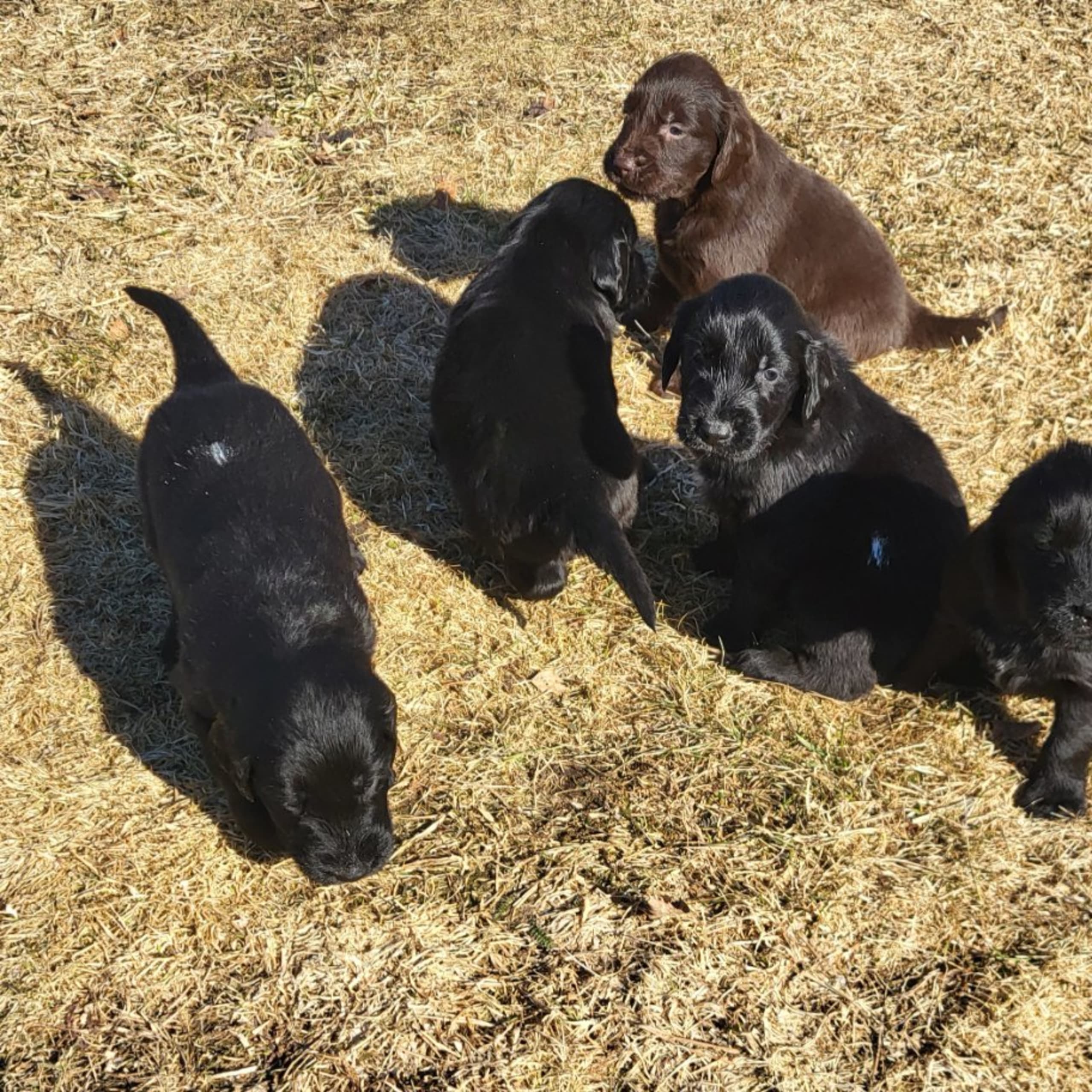 Flatcoated retriever