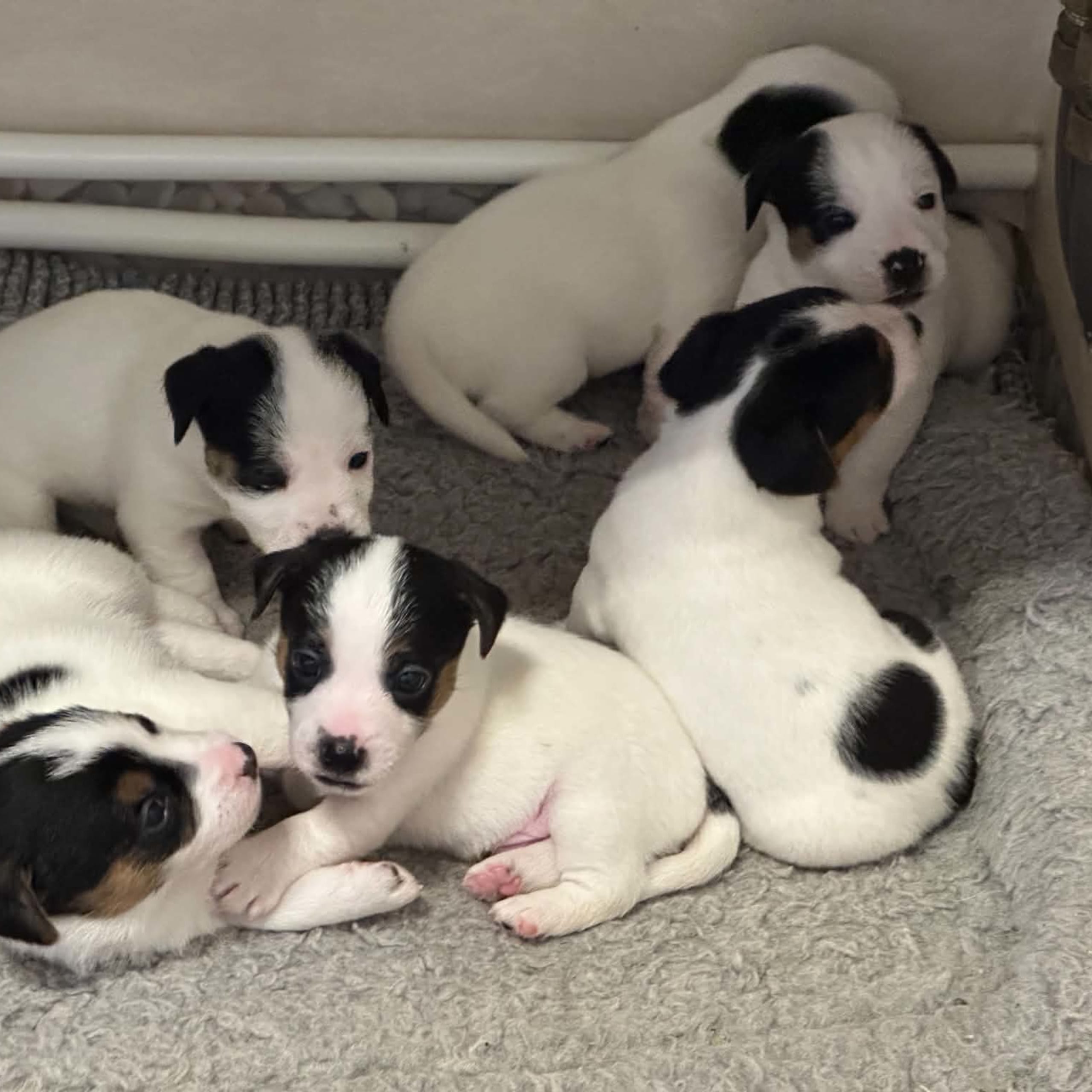 LIMELIGHT Kennels