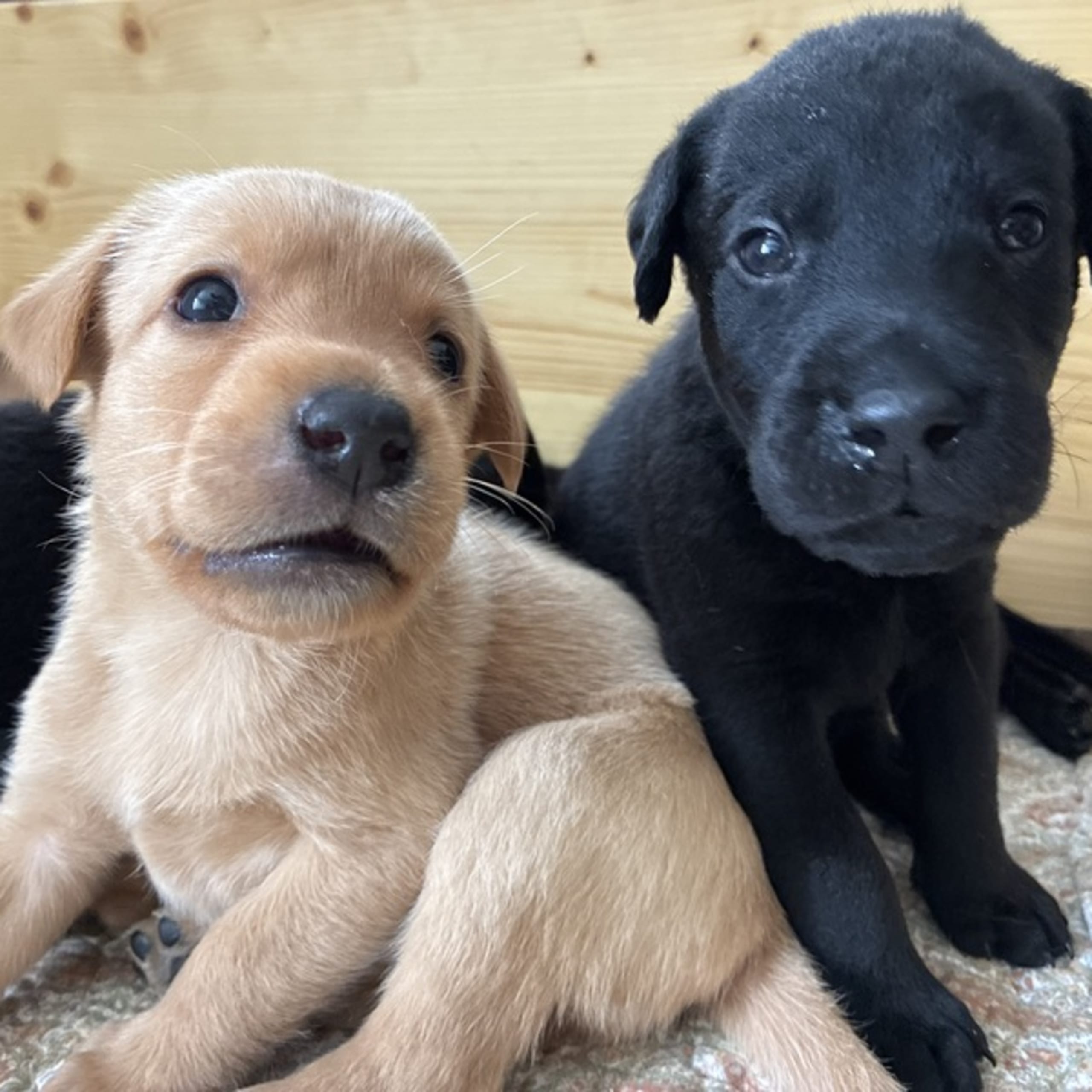 Labrador retriever