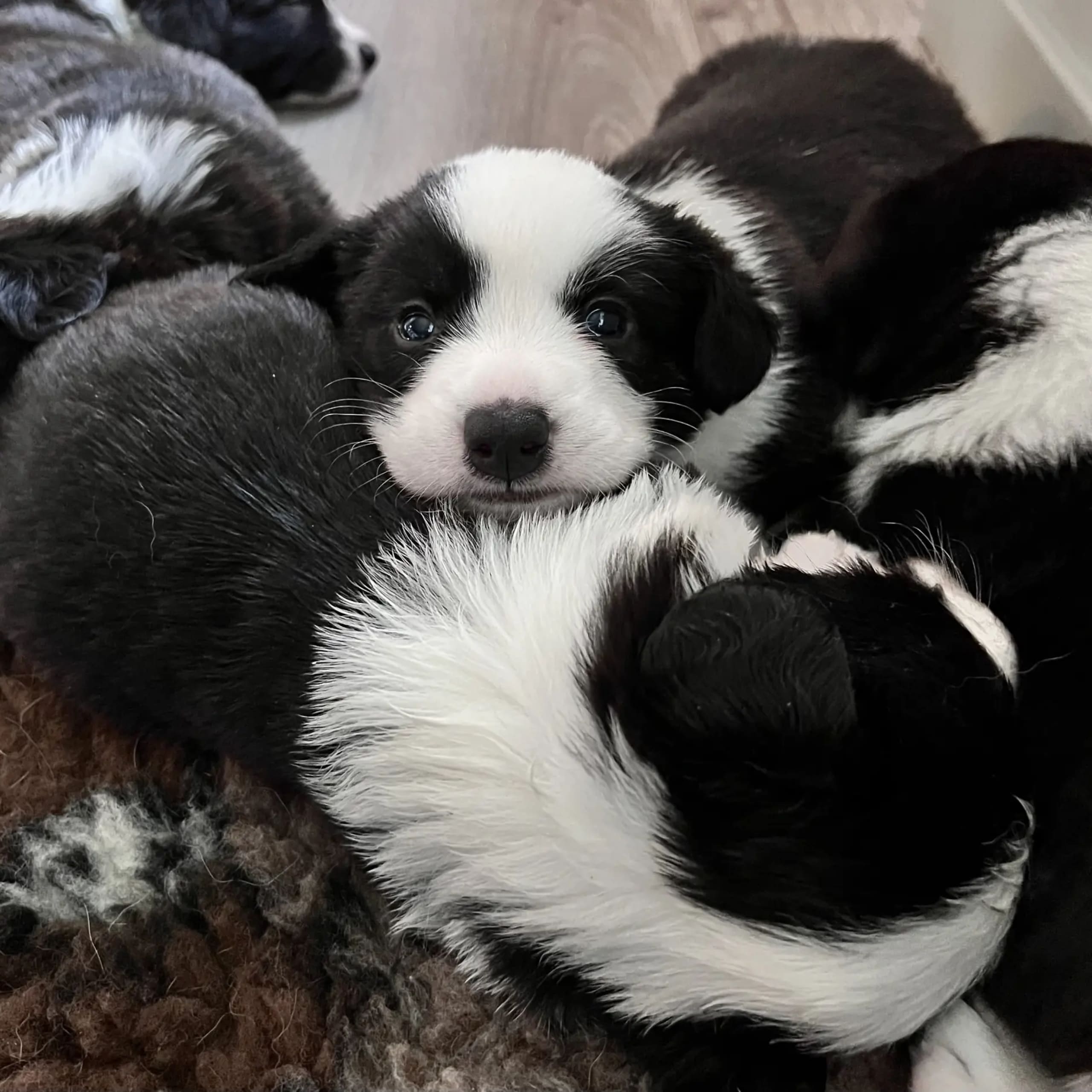 Welsh corgi cardigan