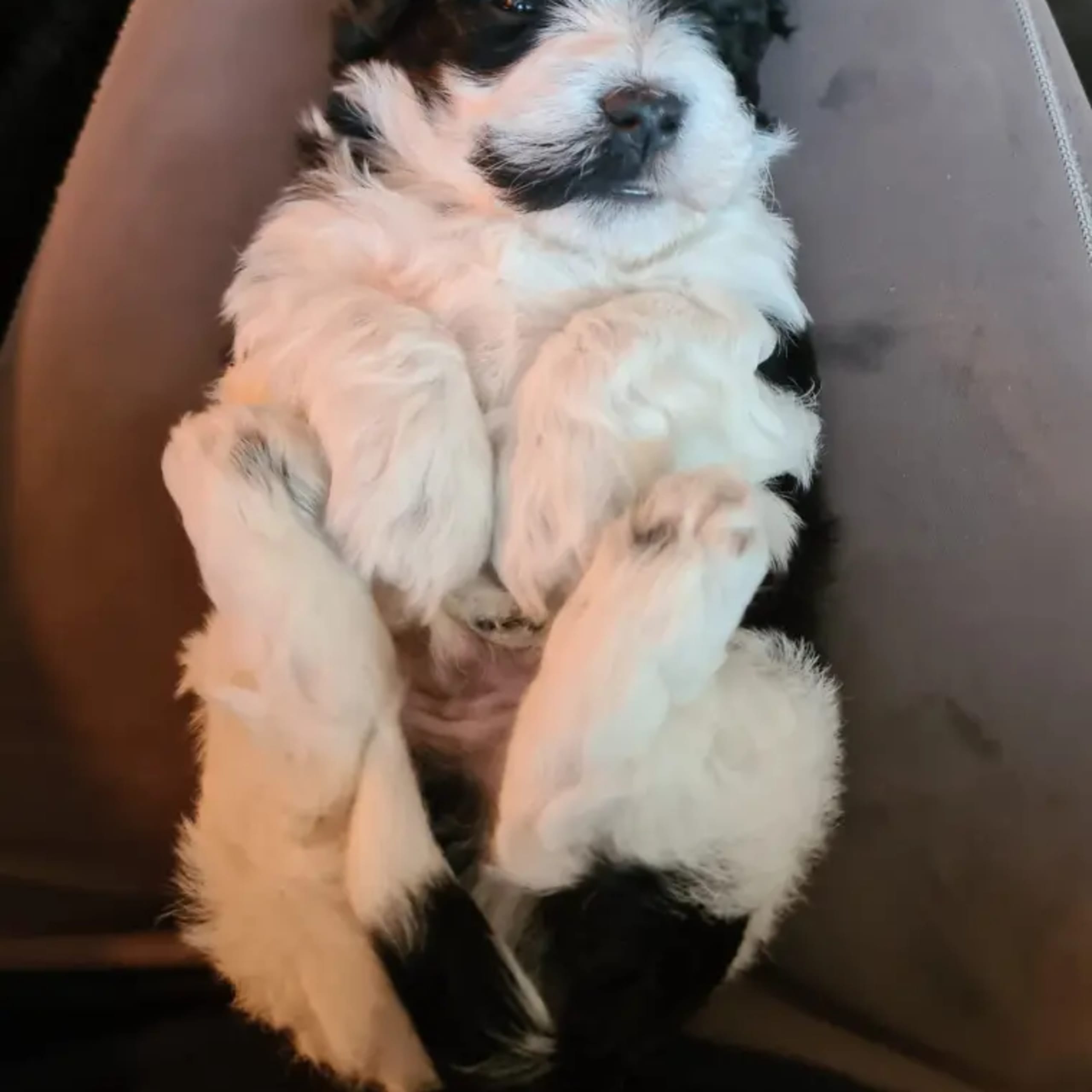 Bichon havanais