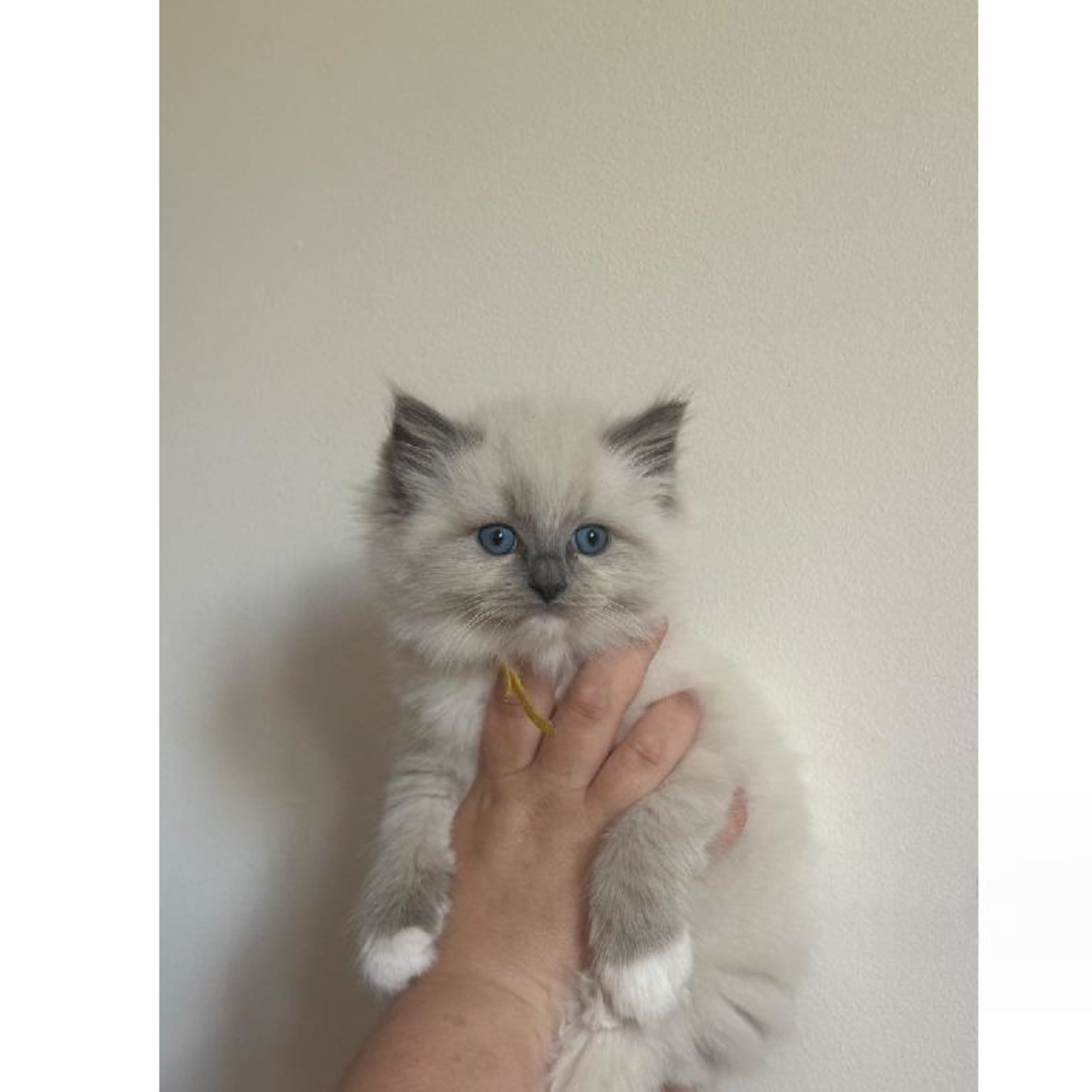 Ragdoll