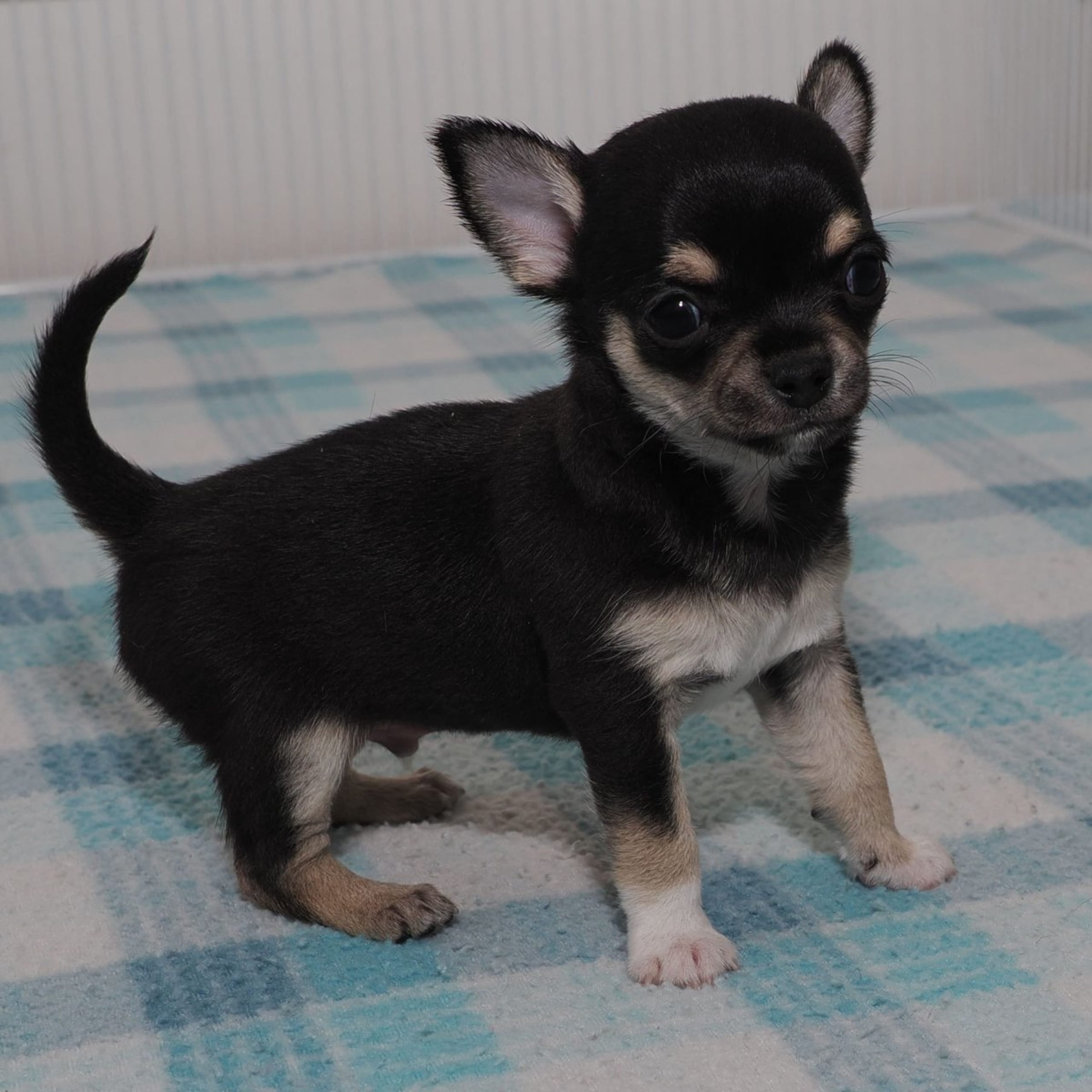 Chihuahua