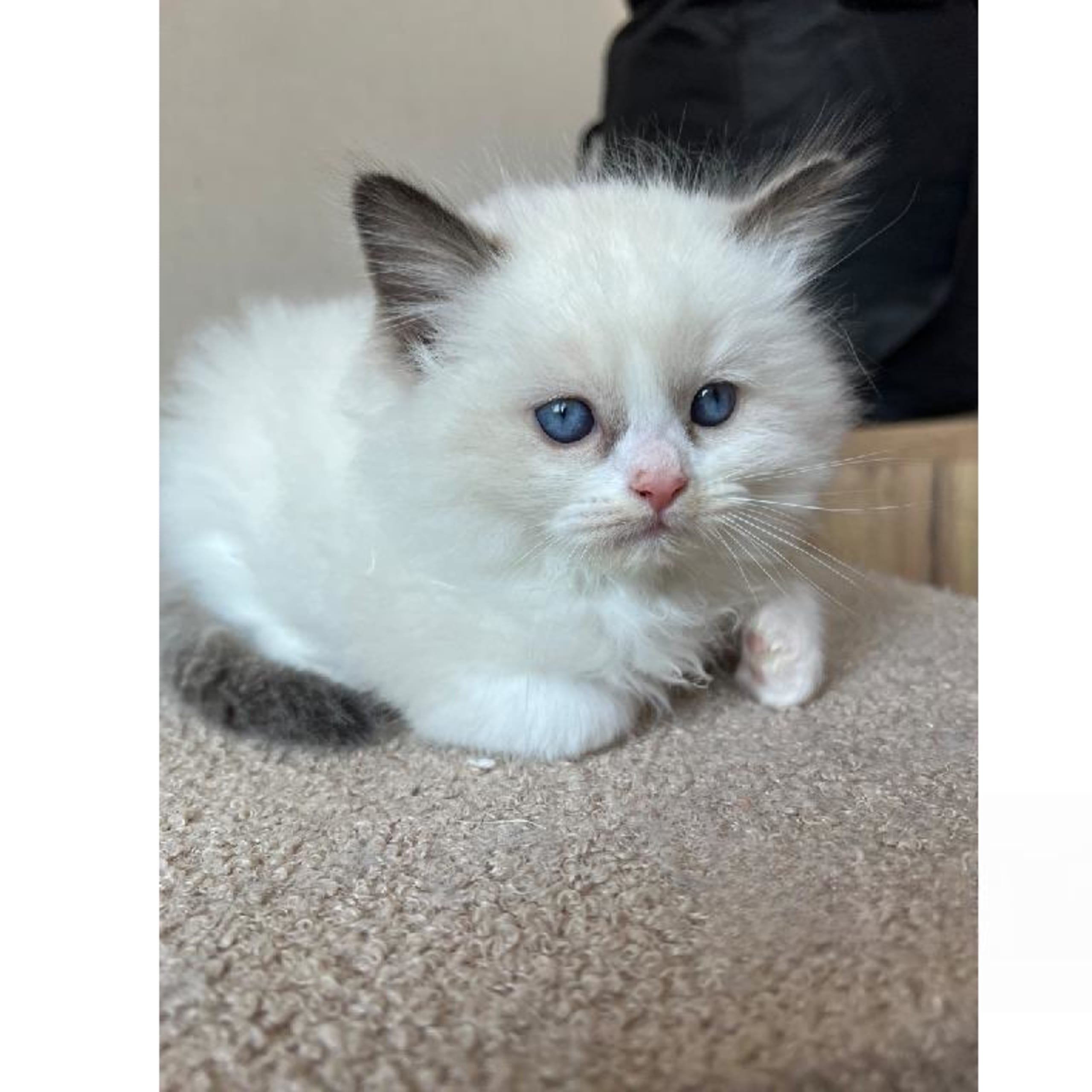 Ragdoll