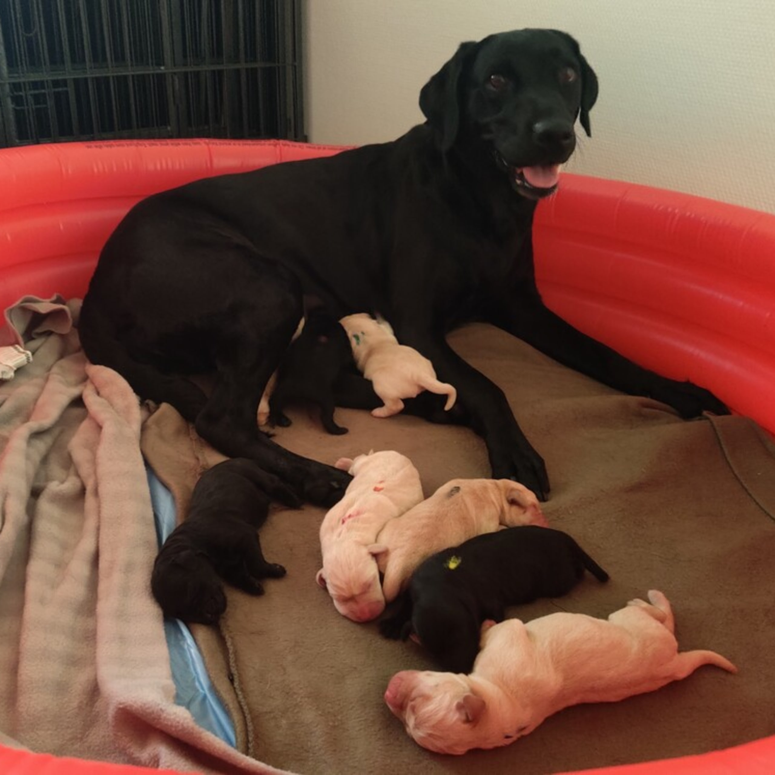 Labrador retriever