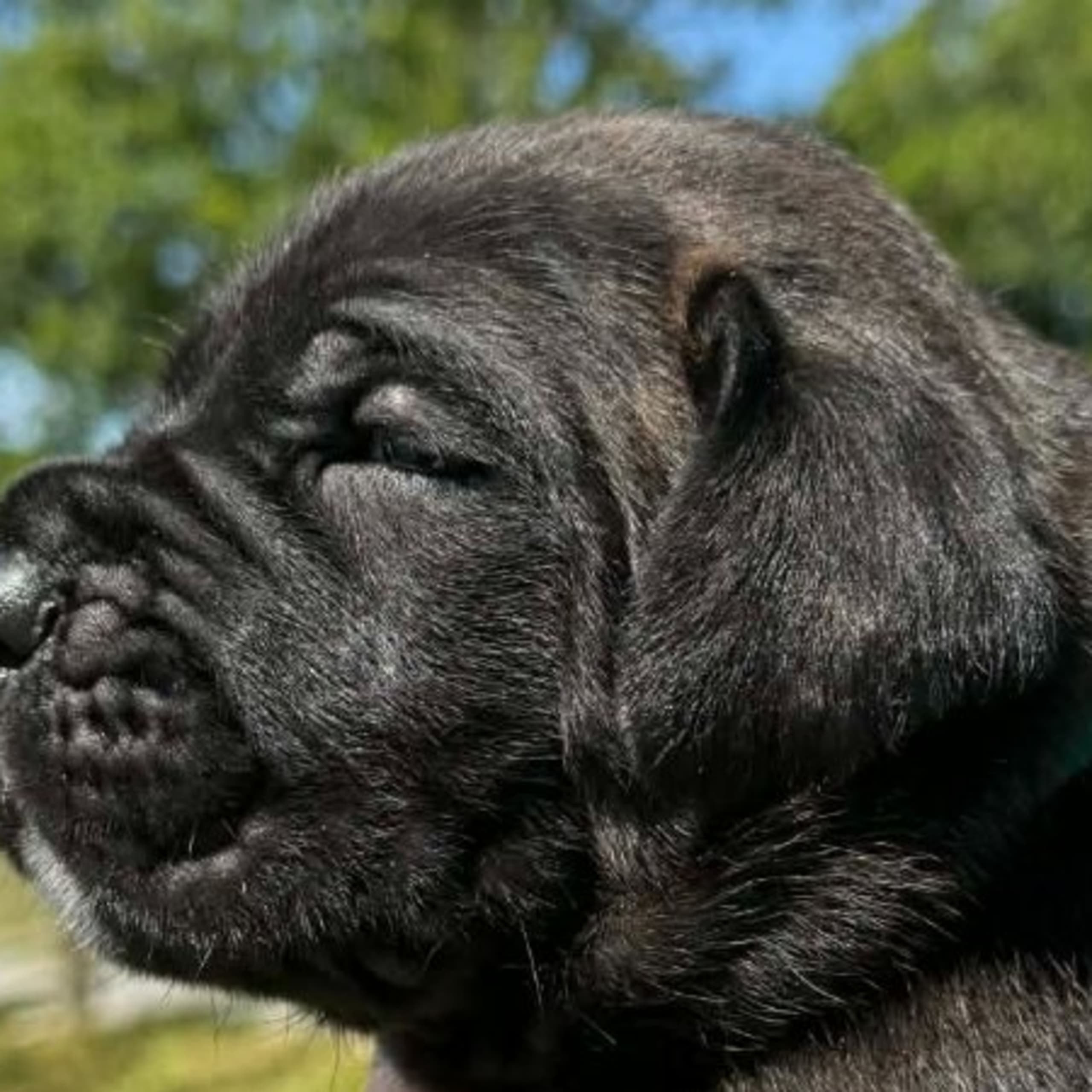 Cane corso
