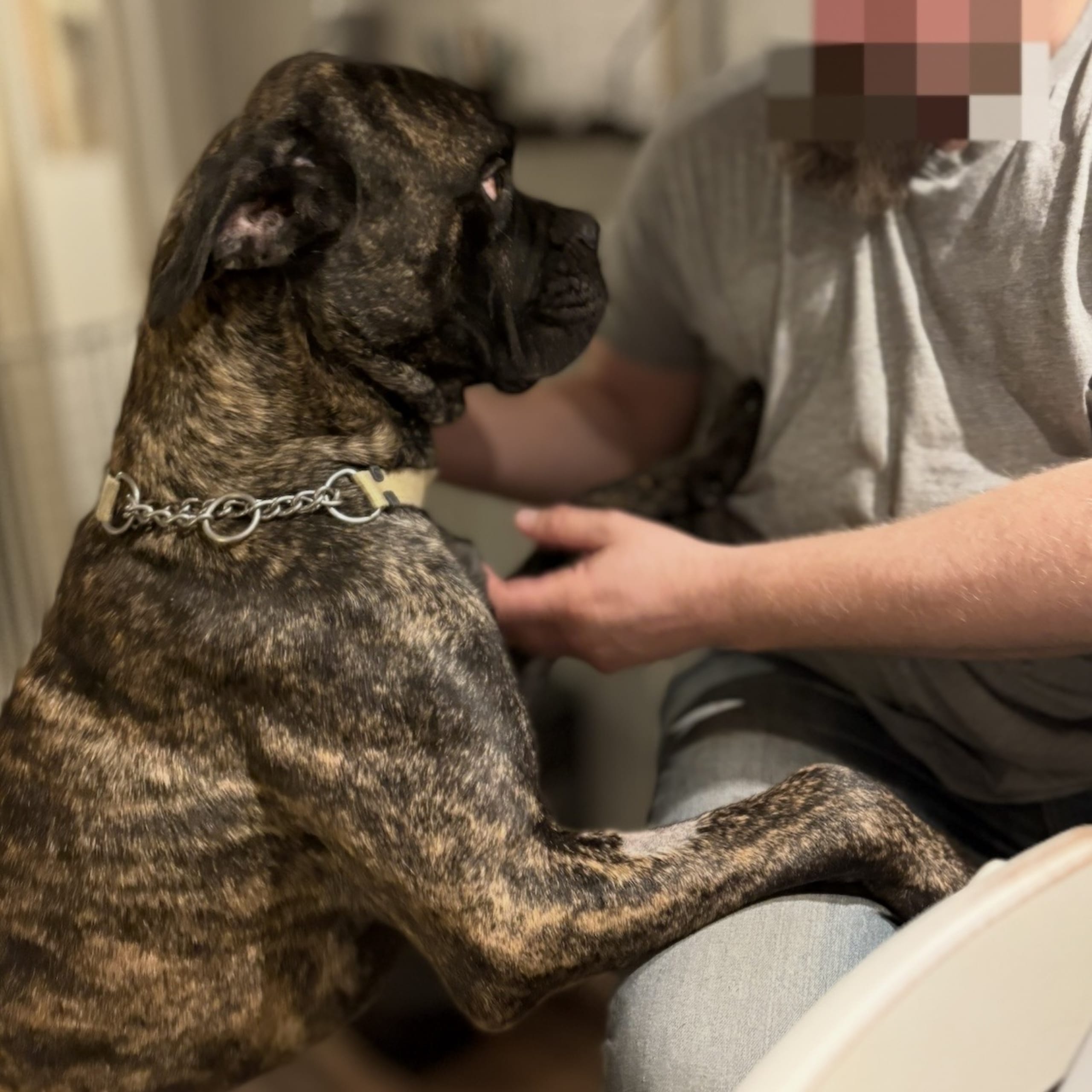 Cane corso