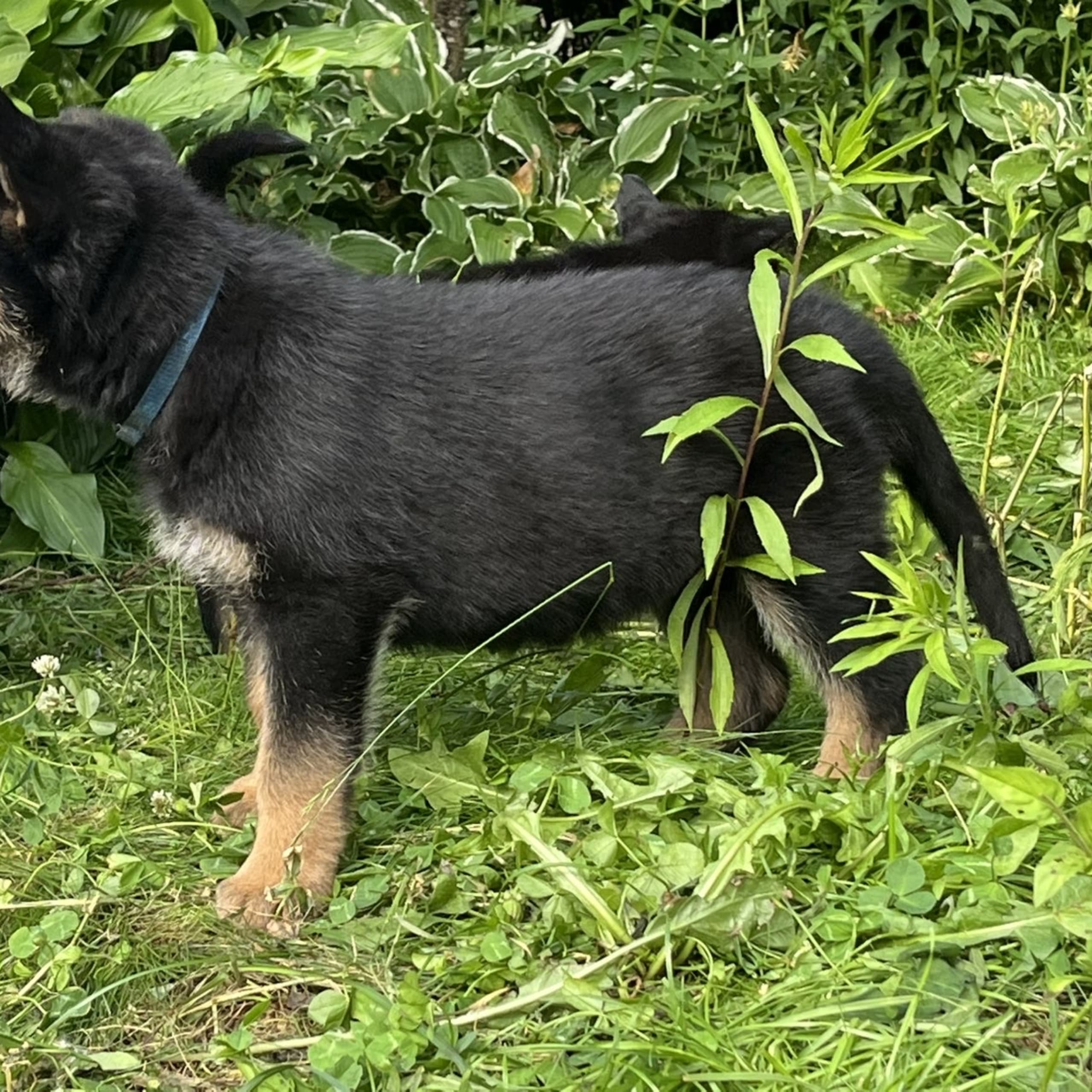 Tysk Schäferhund