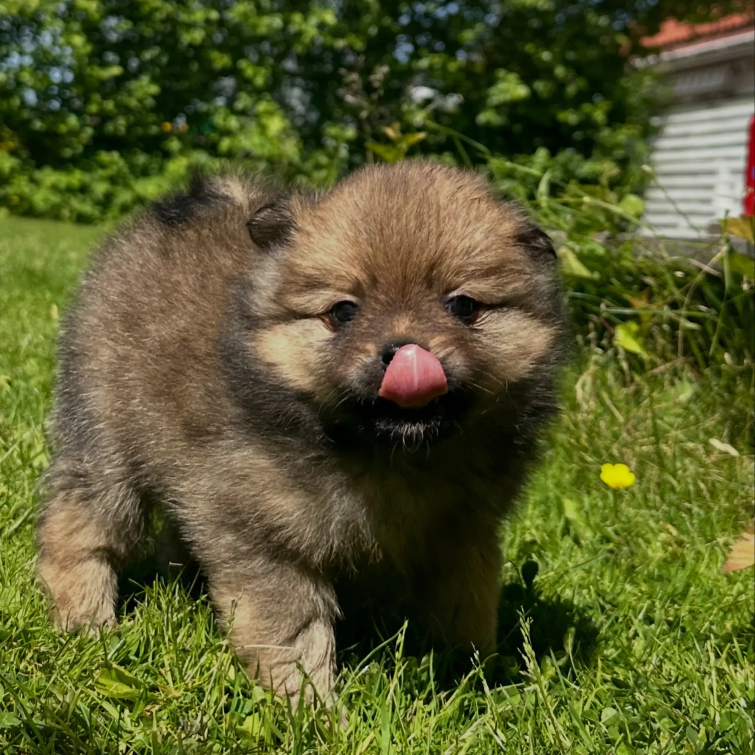 Tysk spets – kleinspitz