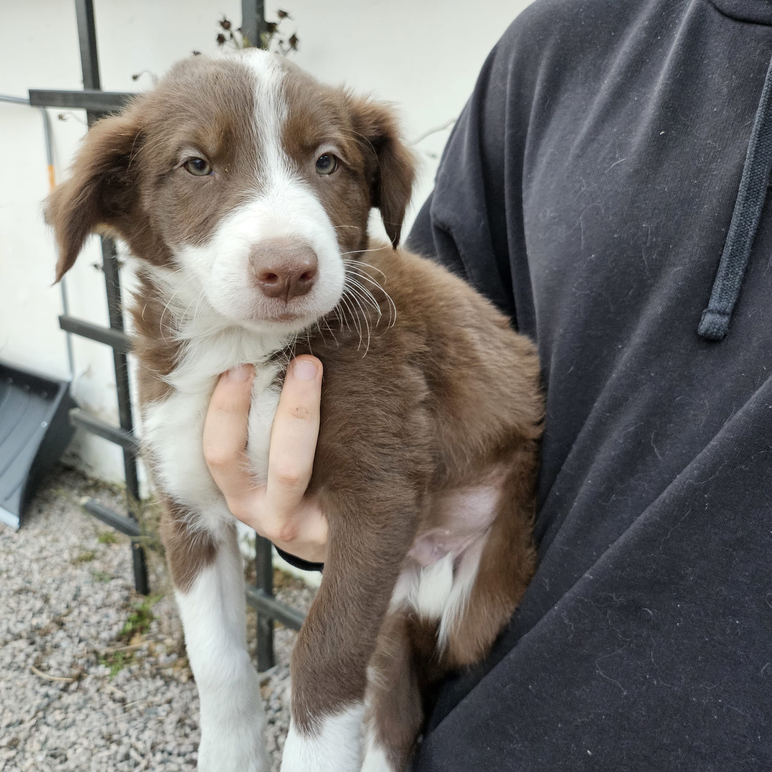 Border collie