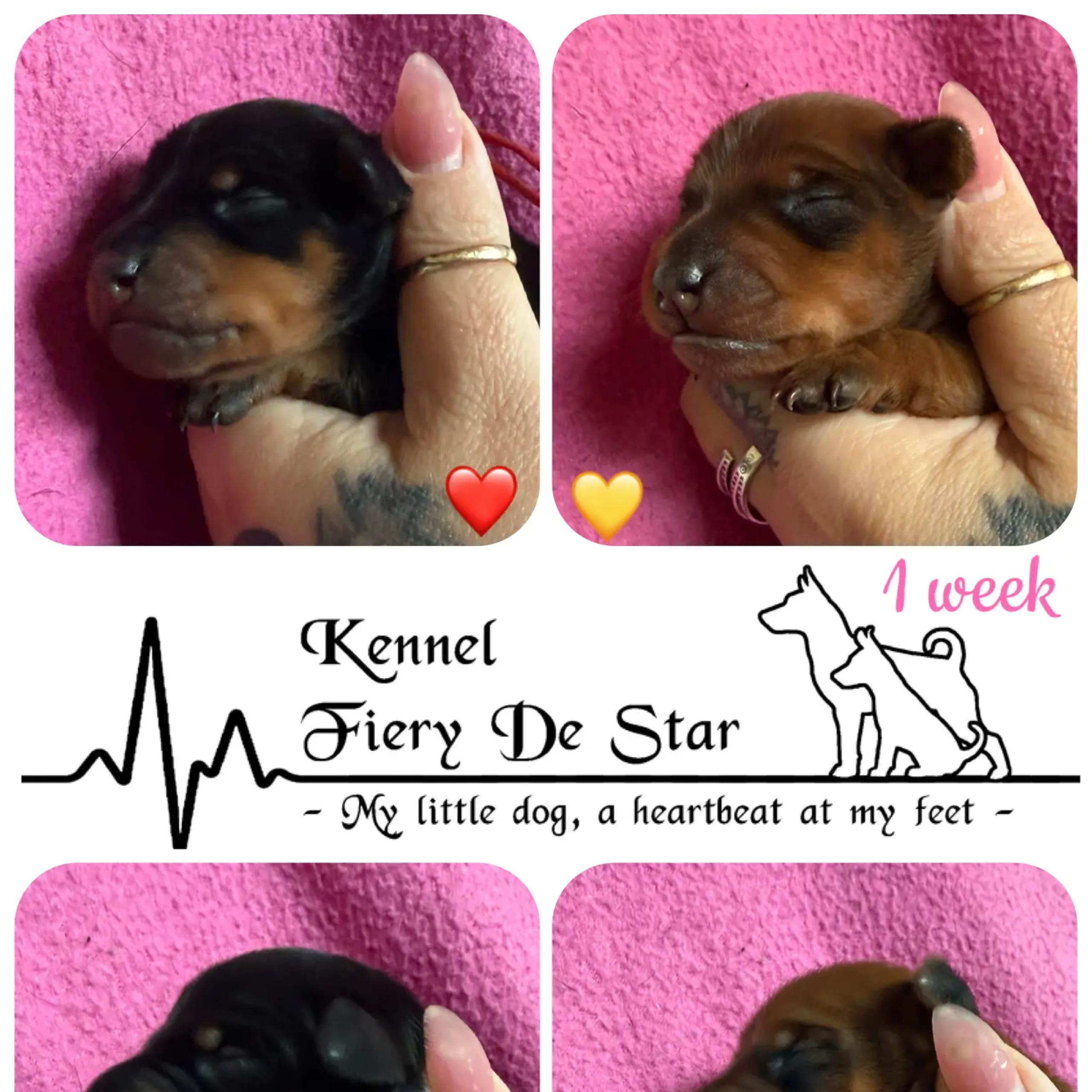 Fiery De Star