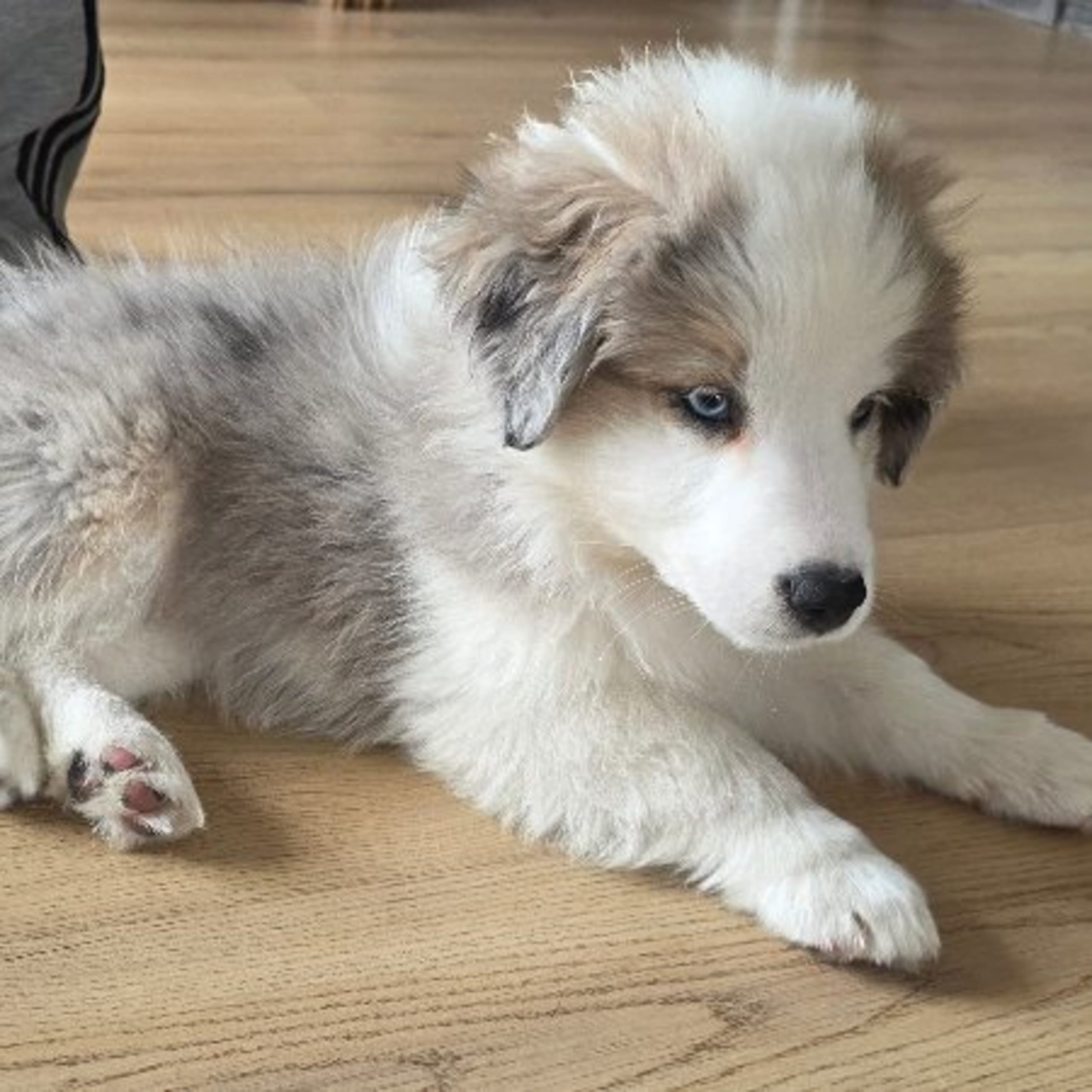 Miniature American Shepherd