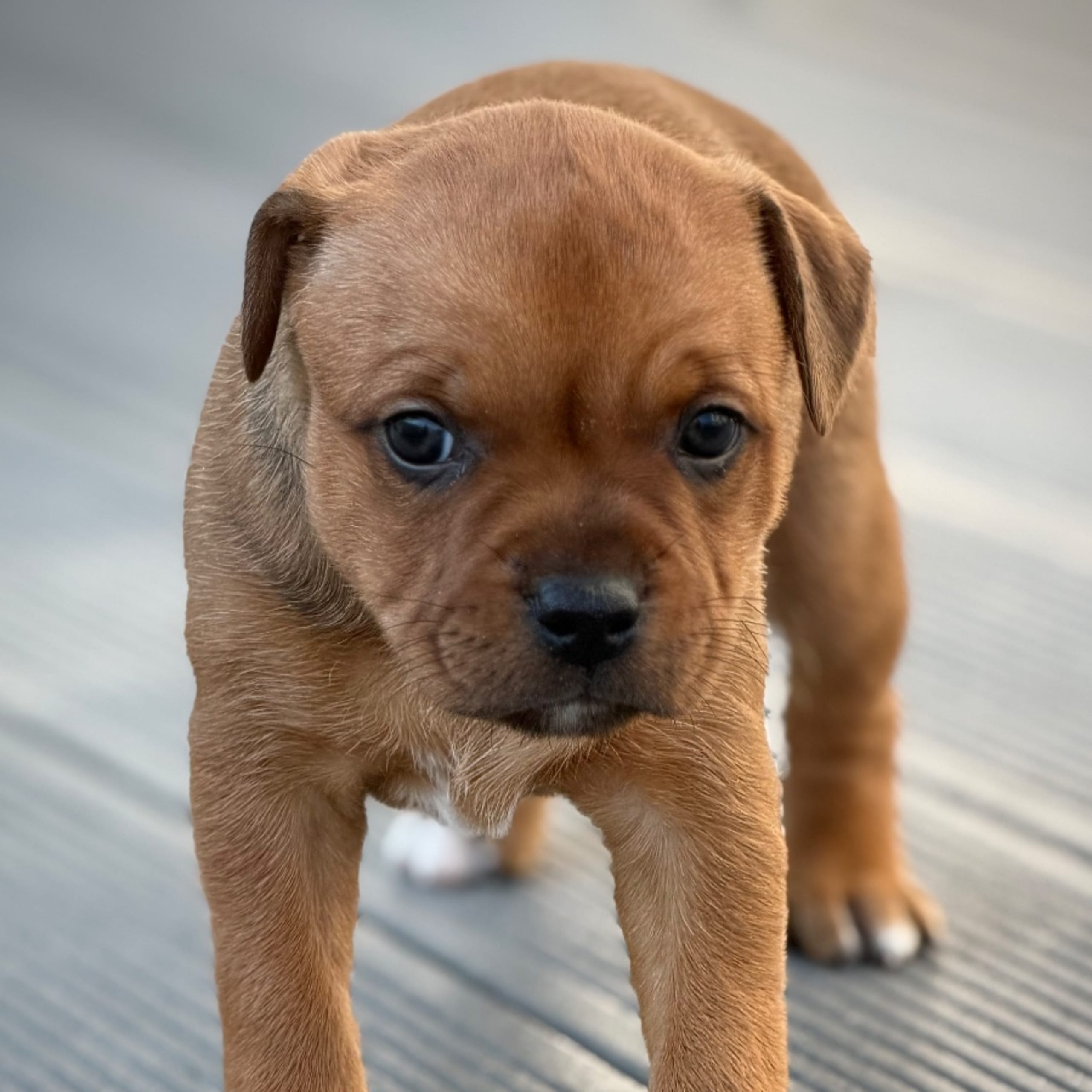 Staffordshire bullterrier