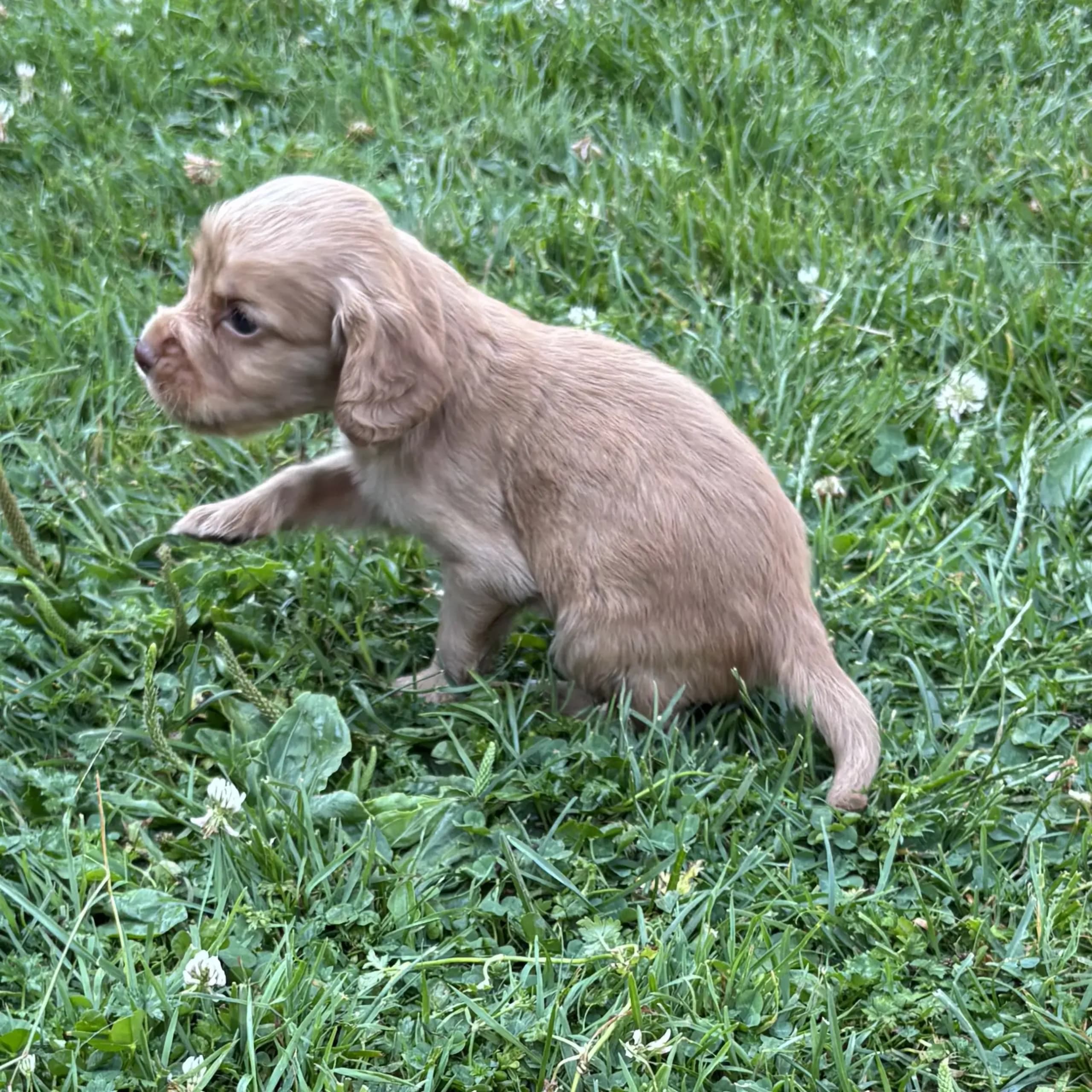 Cocker spaniel