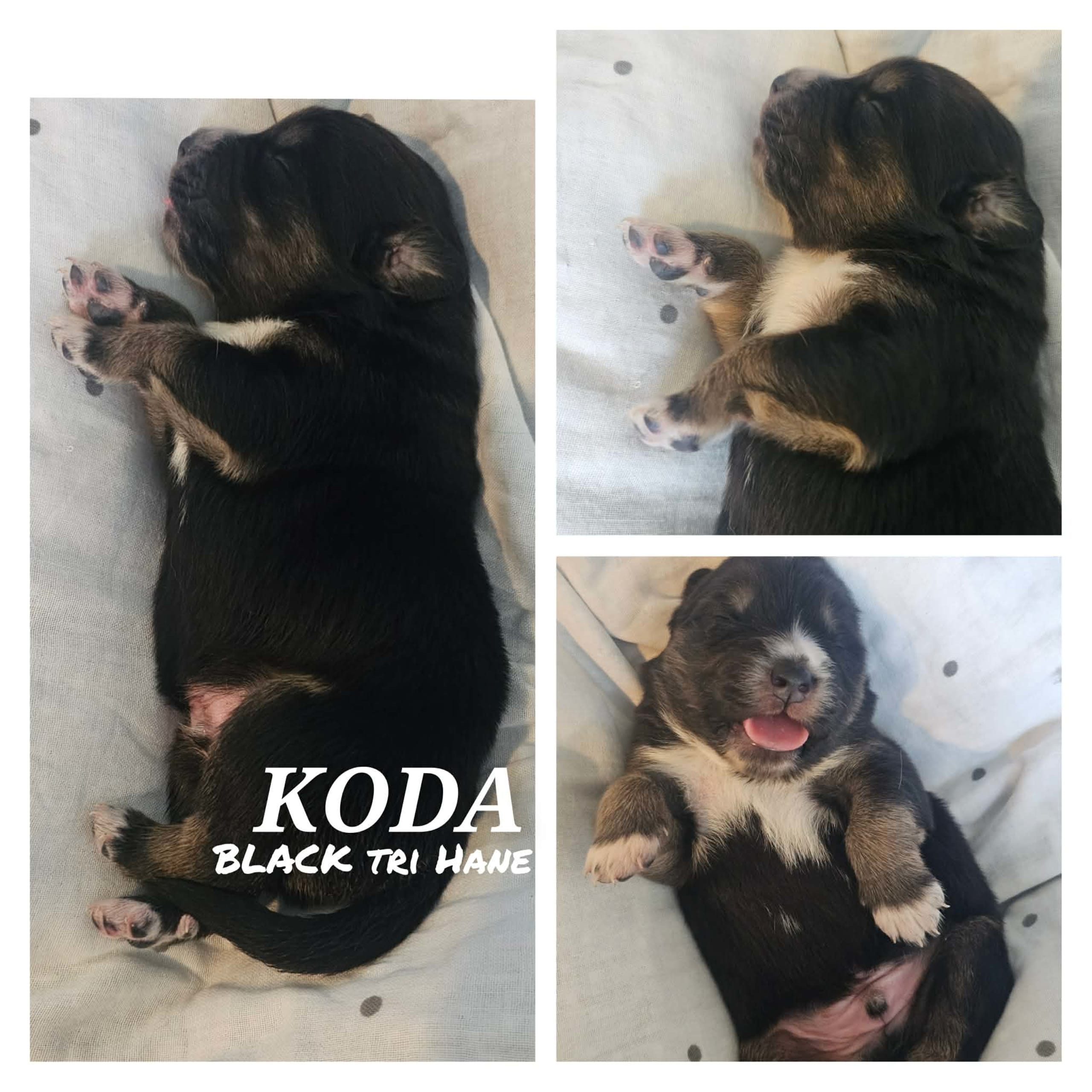 EEVD/ Australian Shepherd