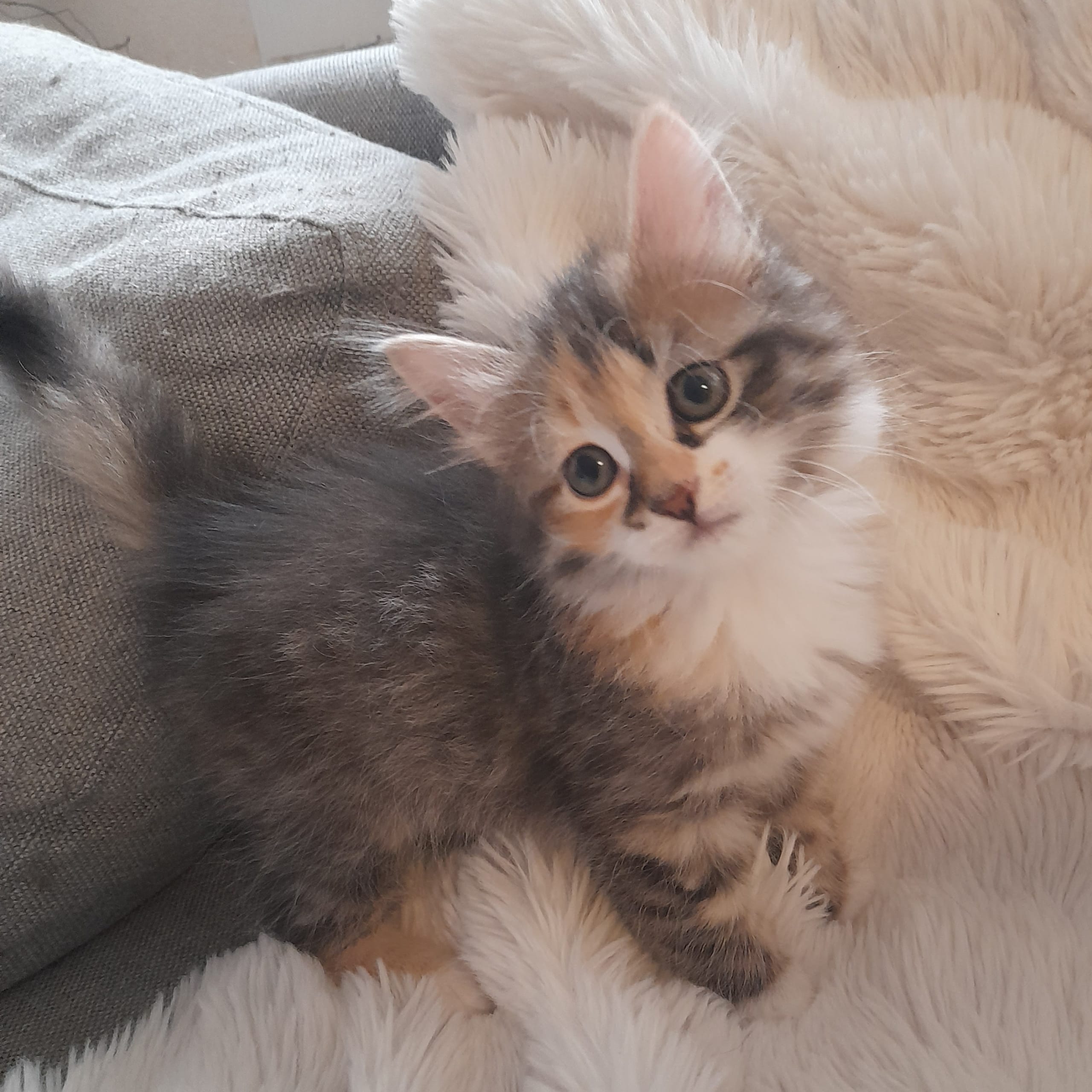SnowKitten