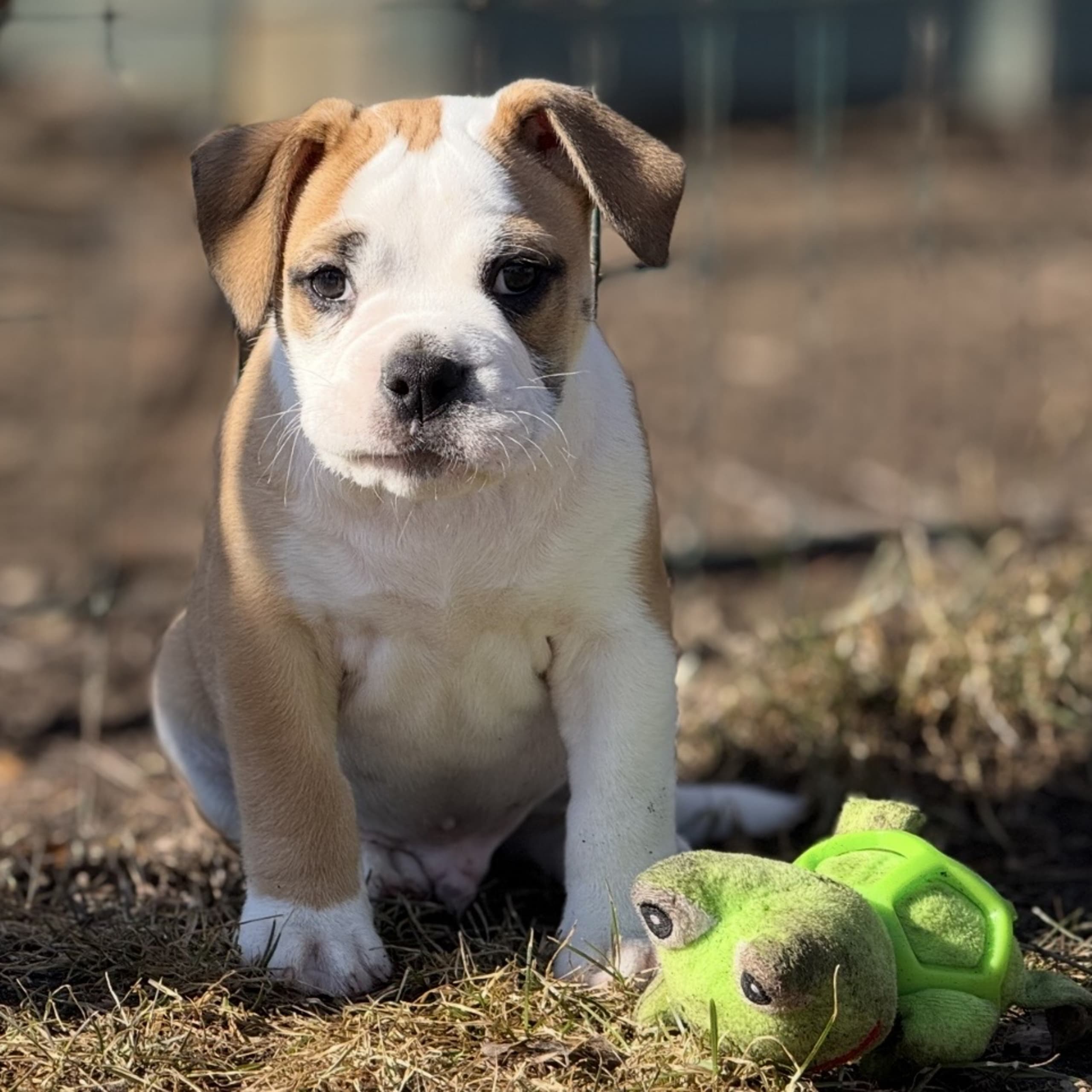 Continental Bulldog