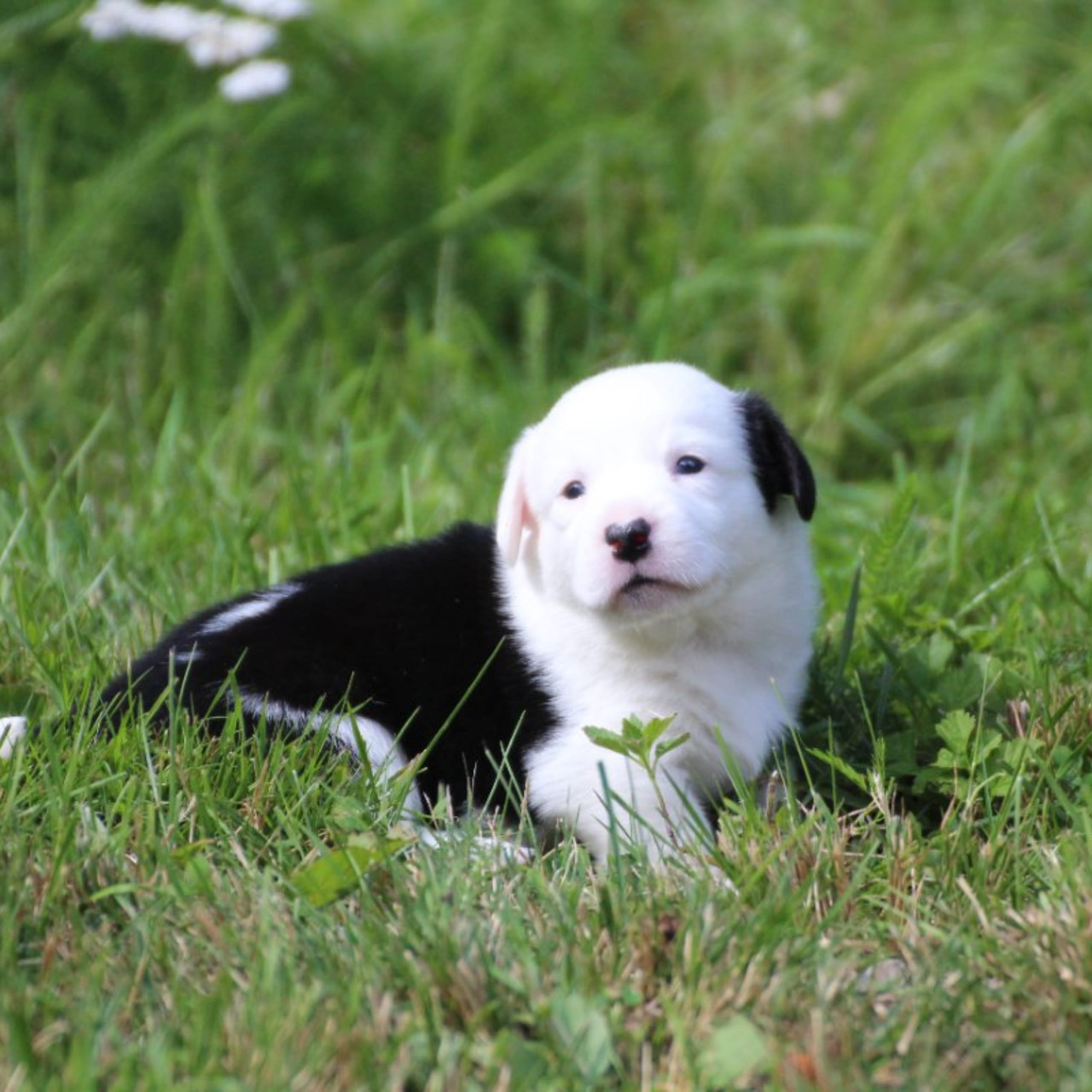 Welsh corgi cardigan