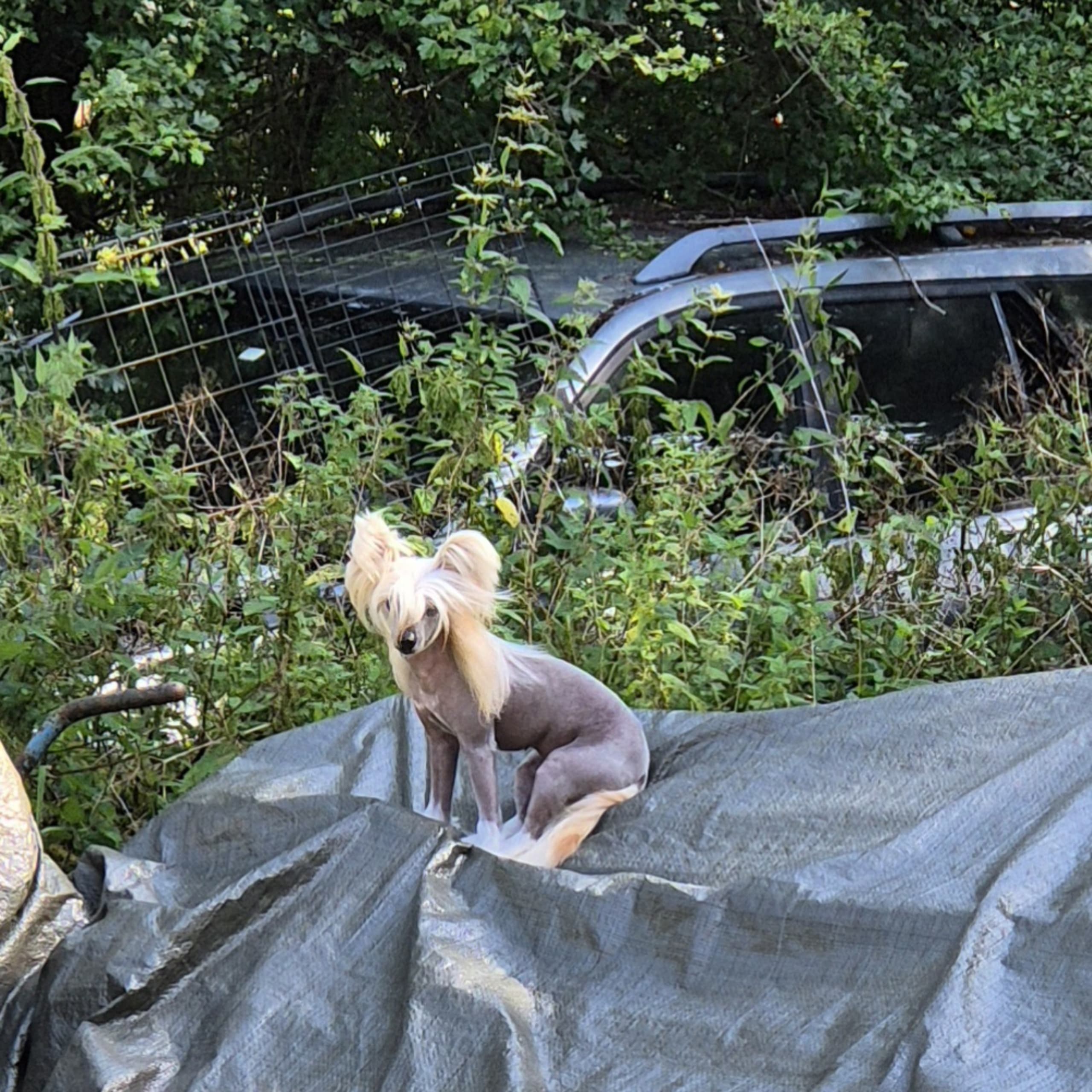Chinese Crested Dog