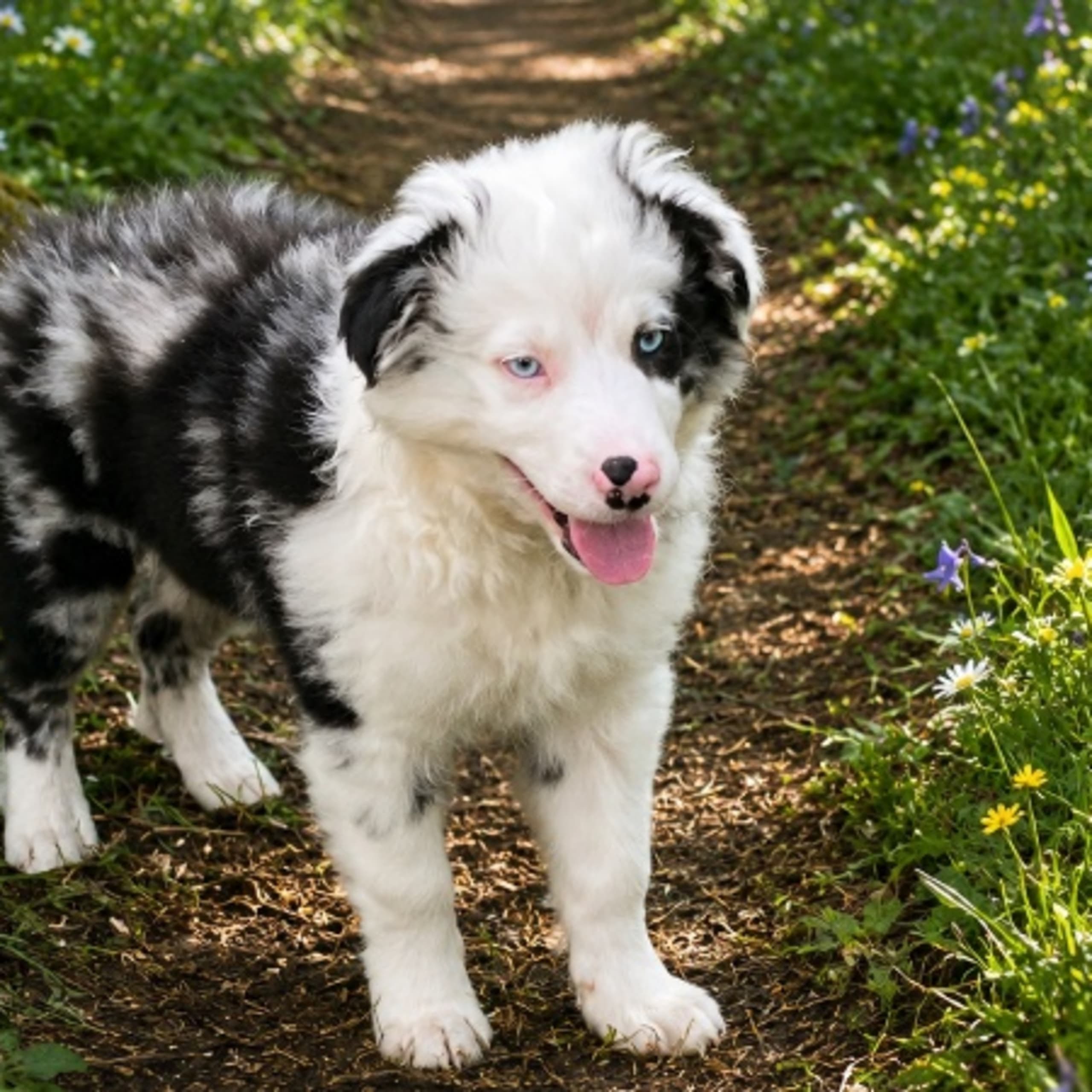 Miniature american shepherd