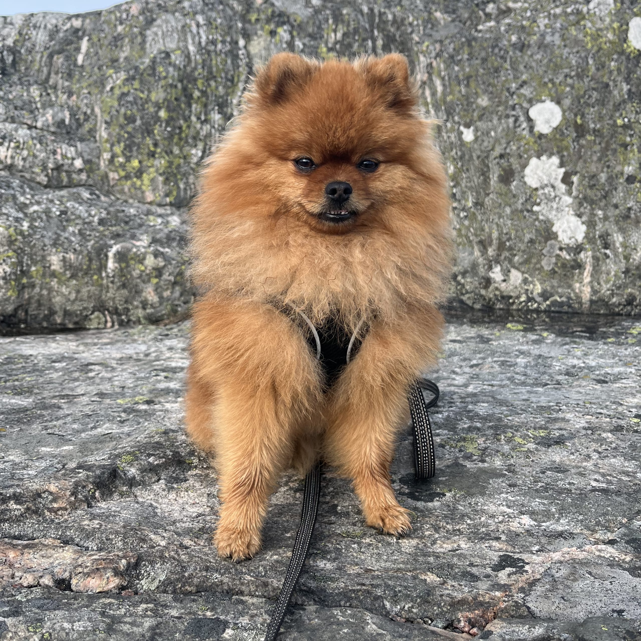 Pomeranian