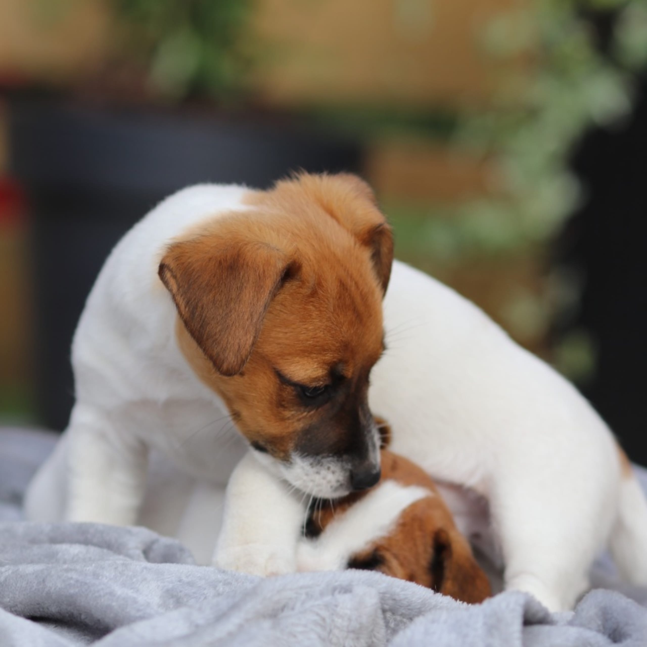 Jack russell terrier
