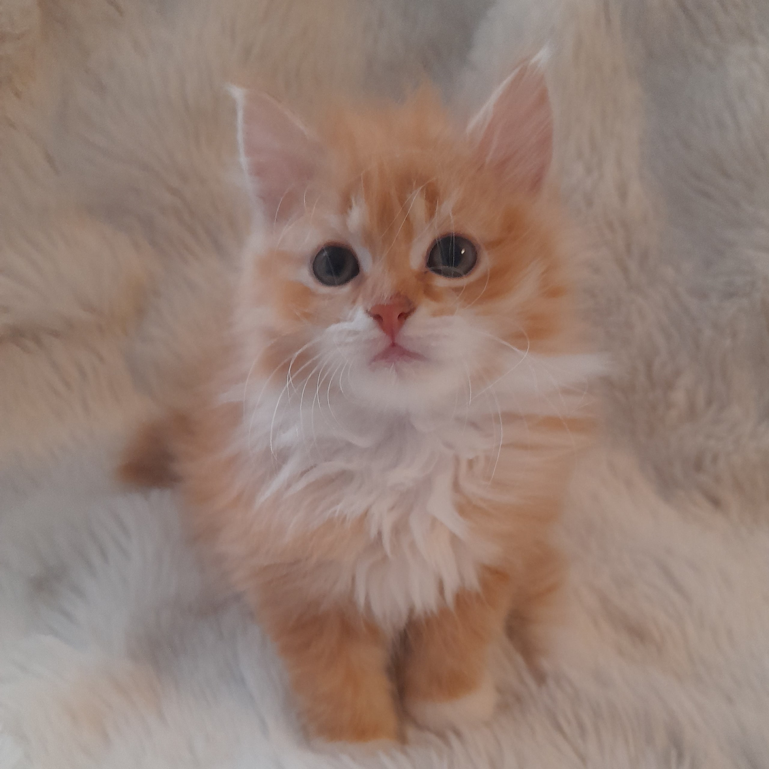 Sibirisk katt