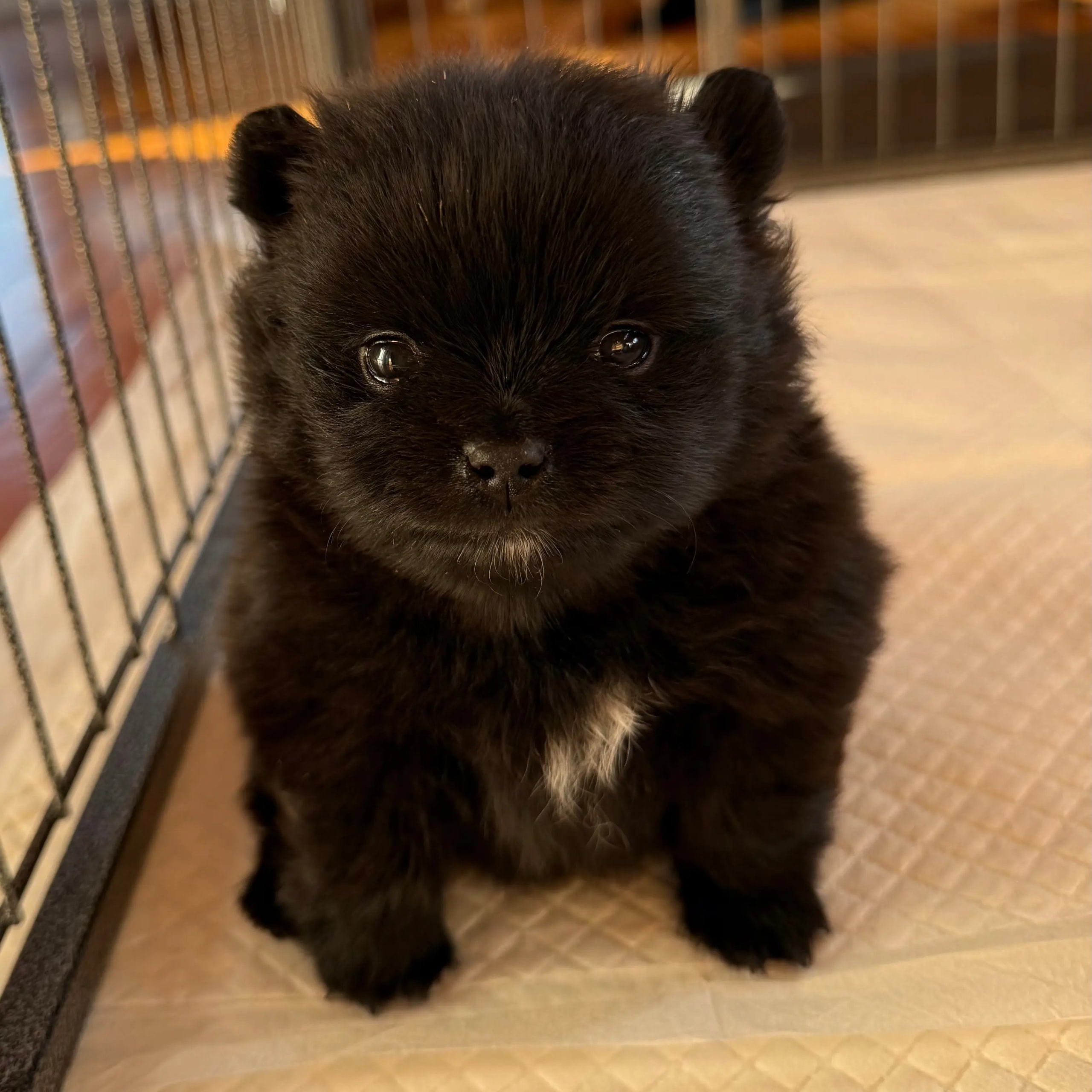 Pomeranian