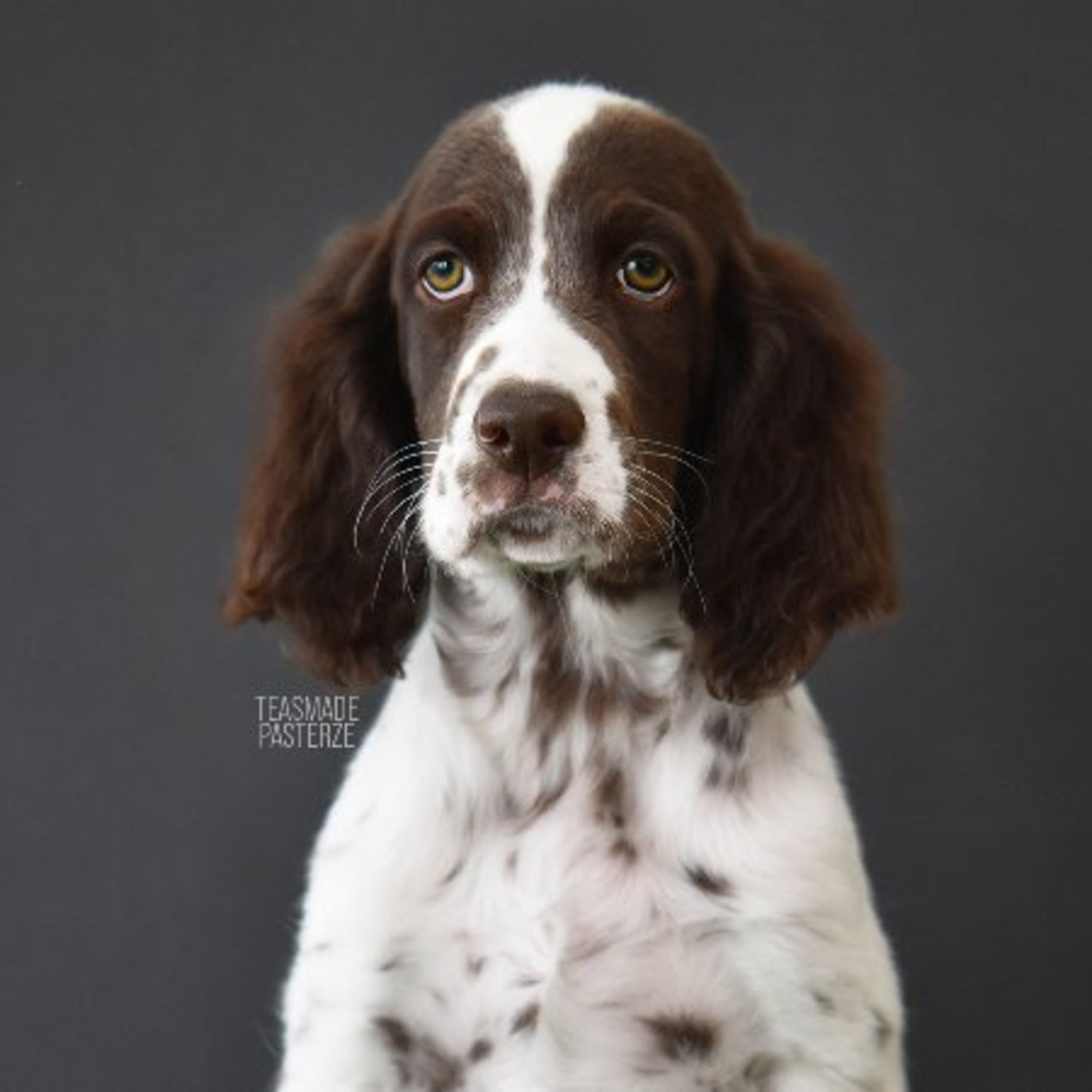 English Setter
