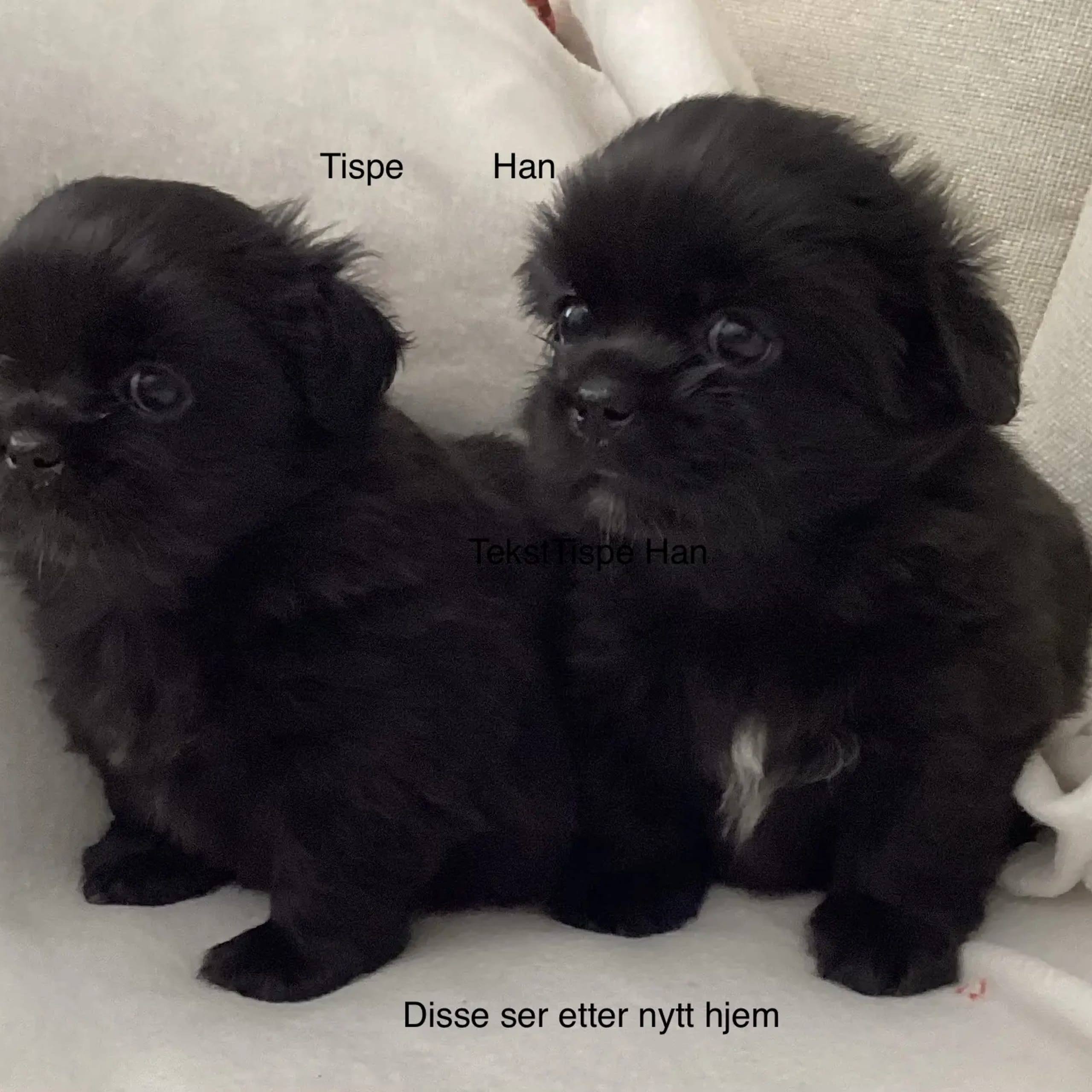 Reidun Kvamsø
