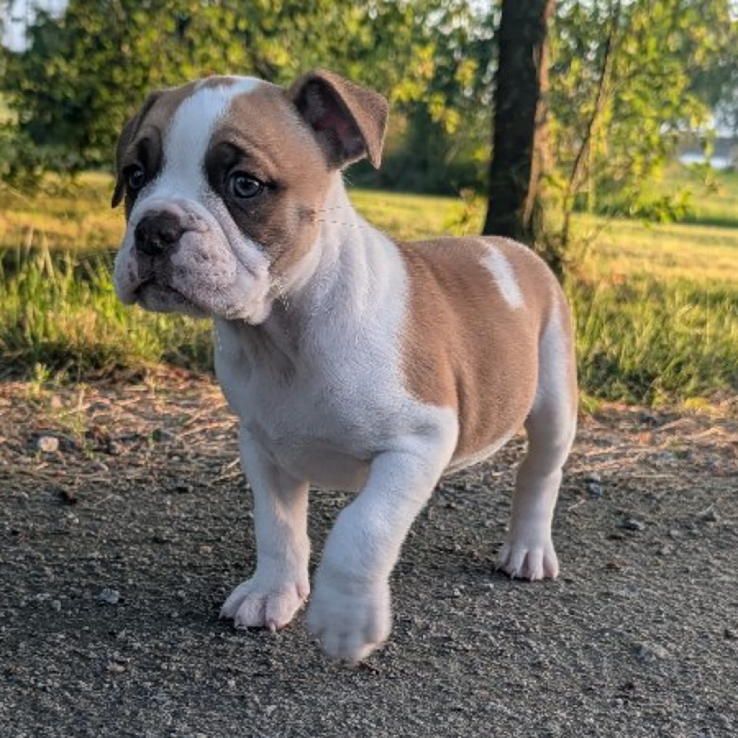 Continental Bulldog