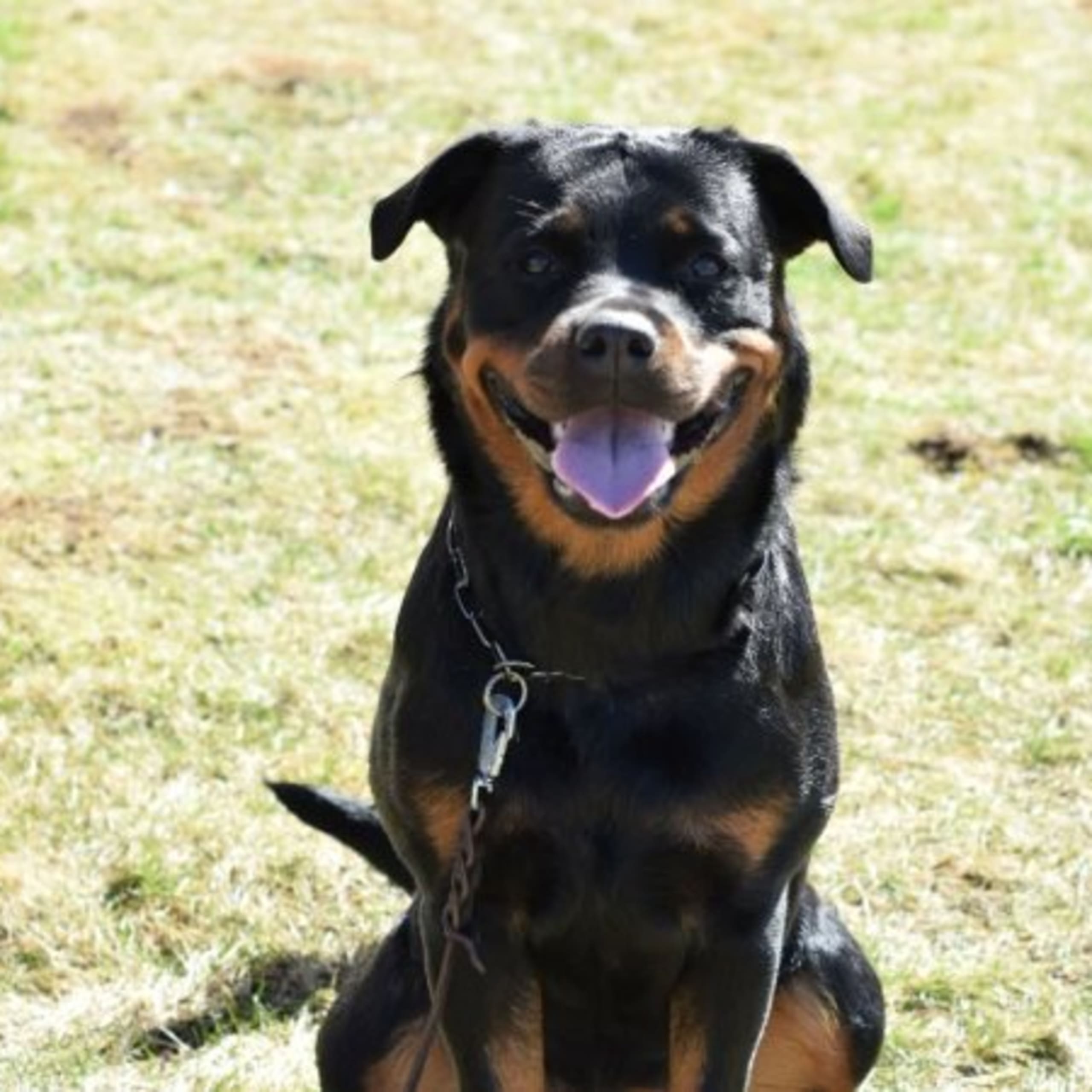 Rottweiler