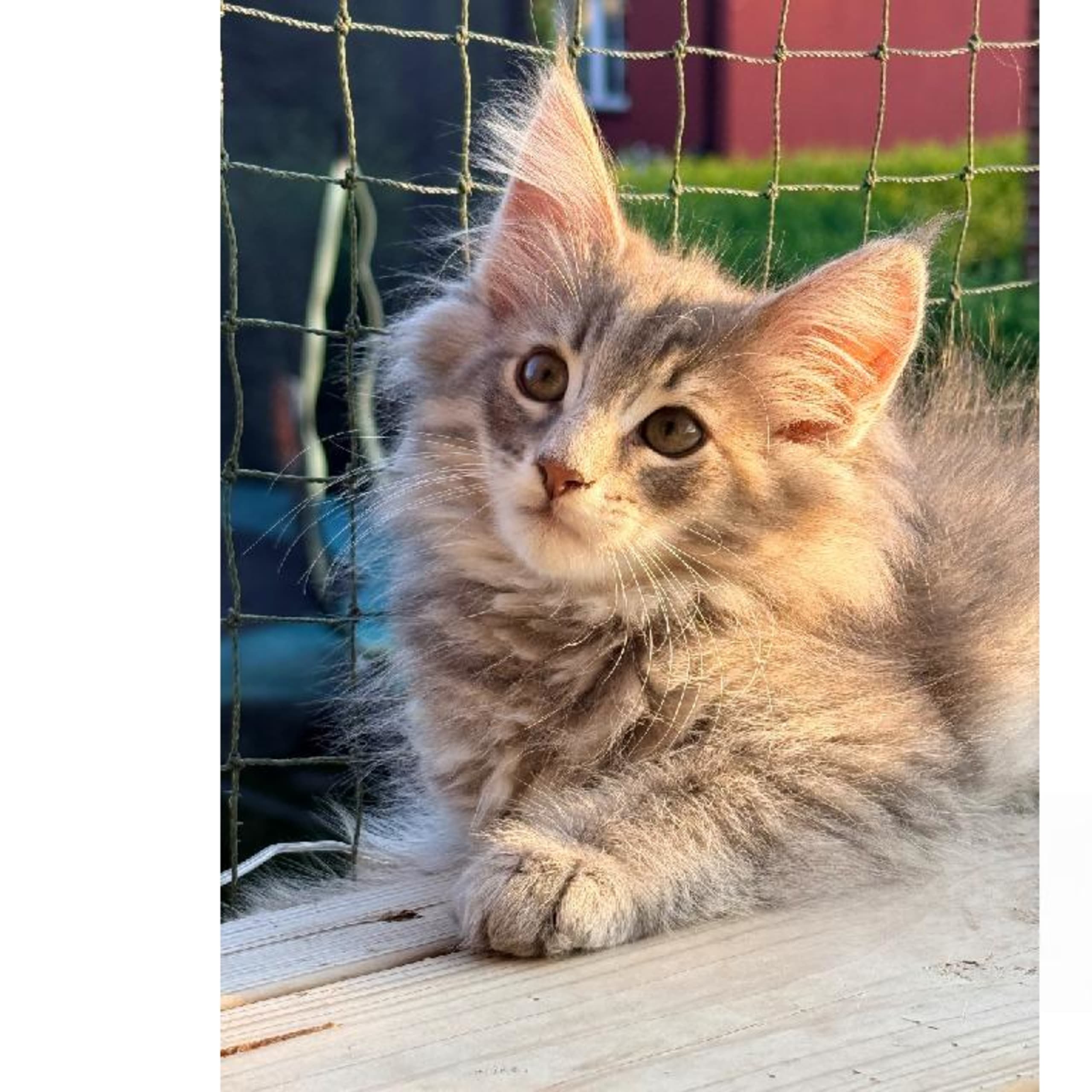 Norsk skogkatt