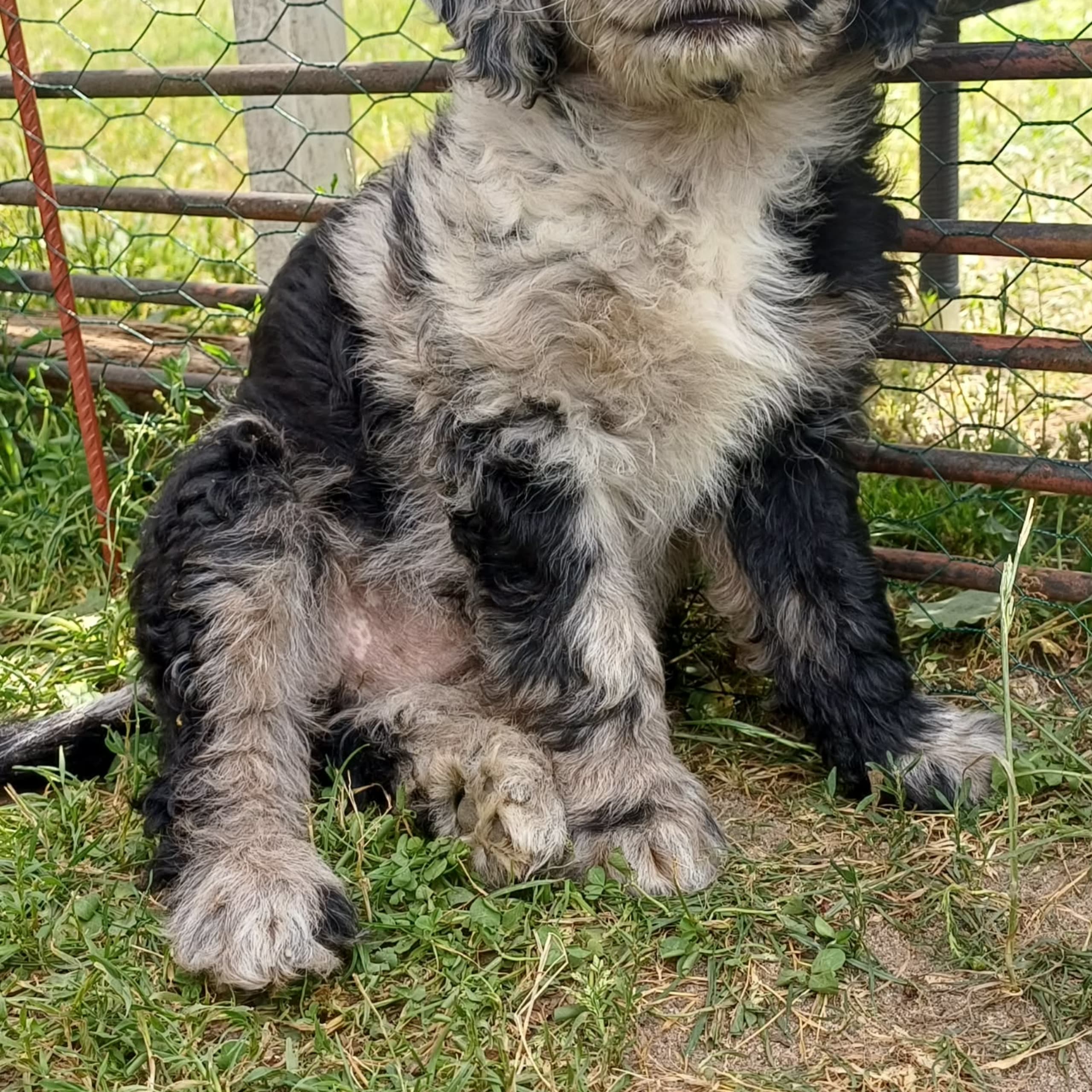 Aussiedoodle