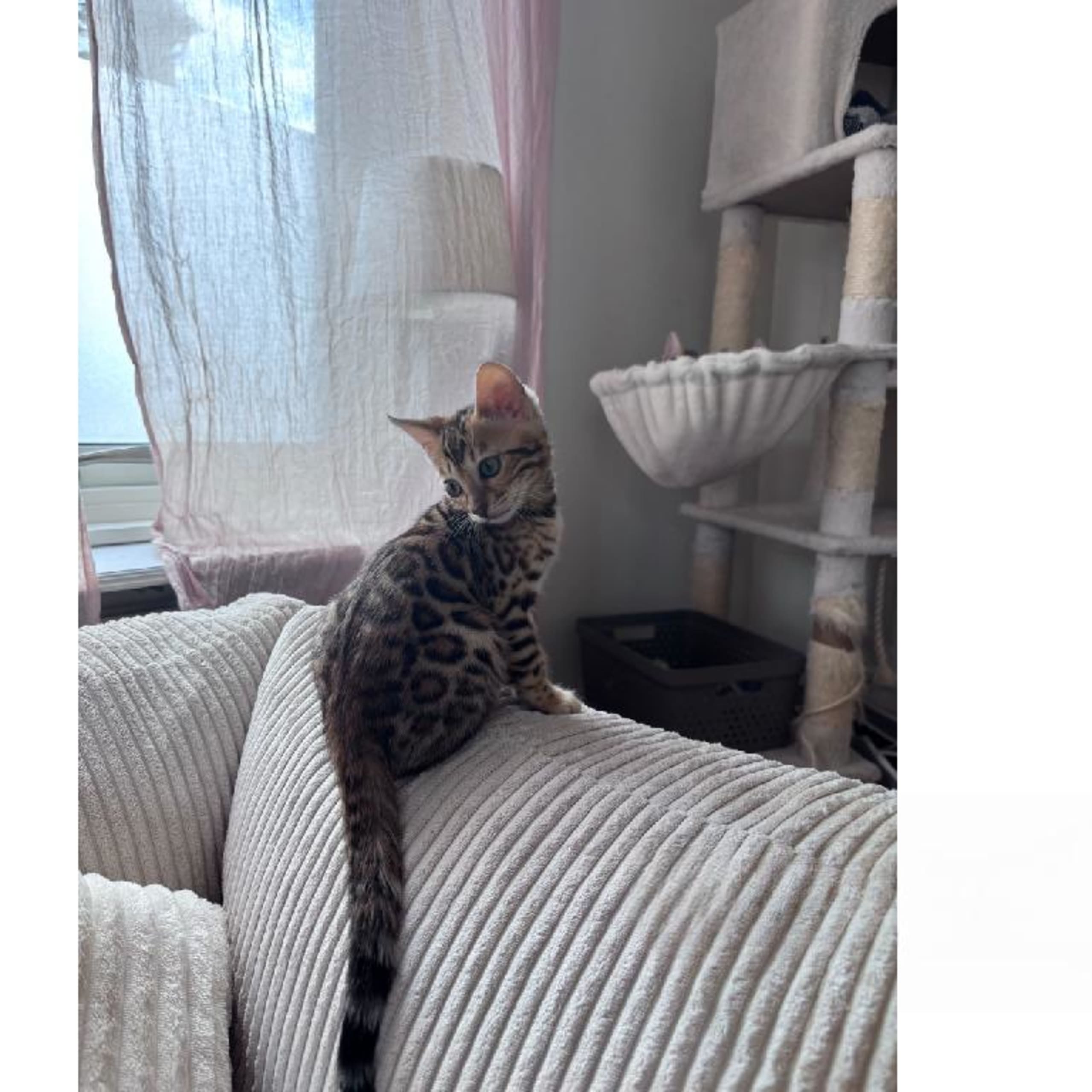 SE*Pawspots