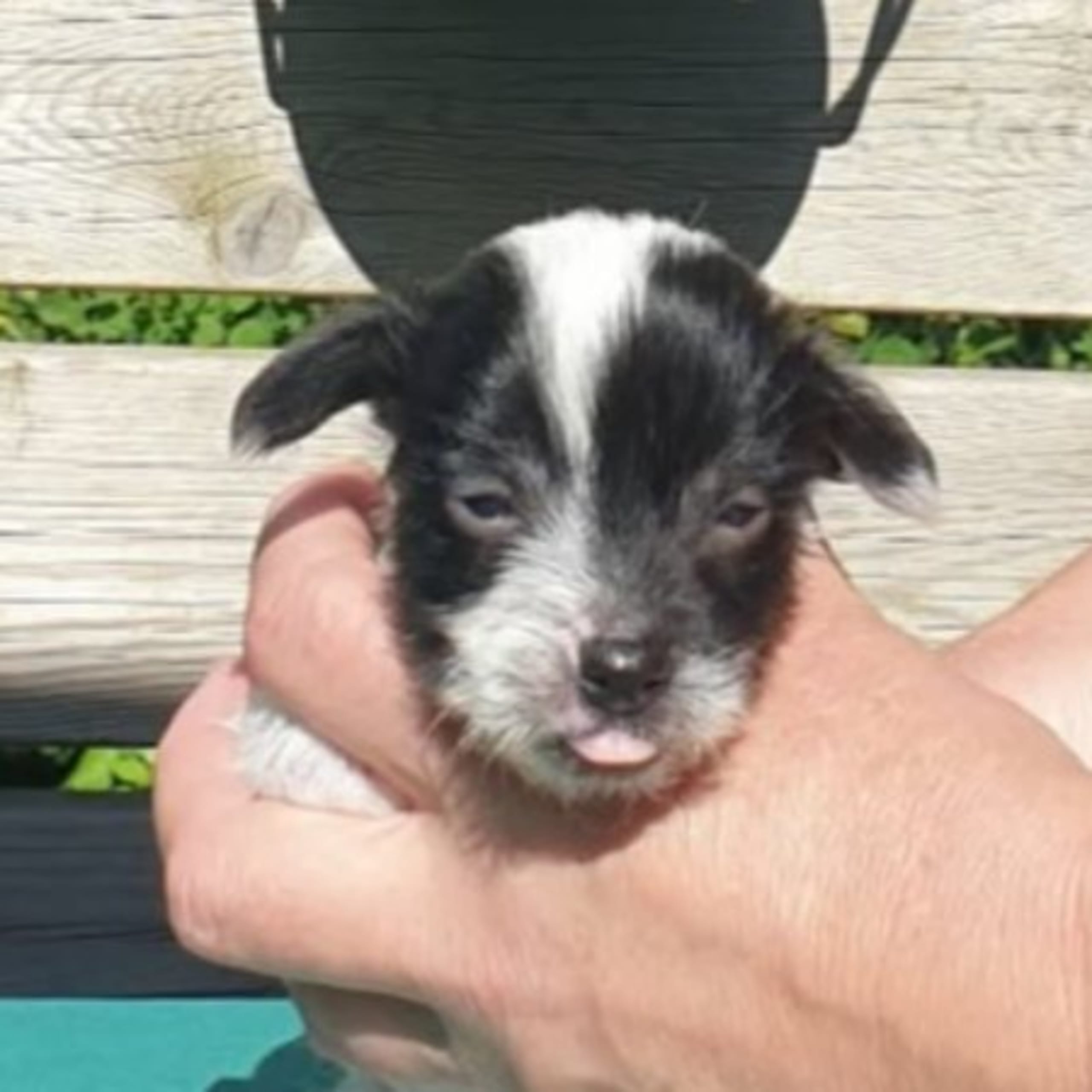 Chinese crested dog