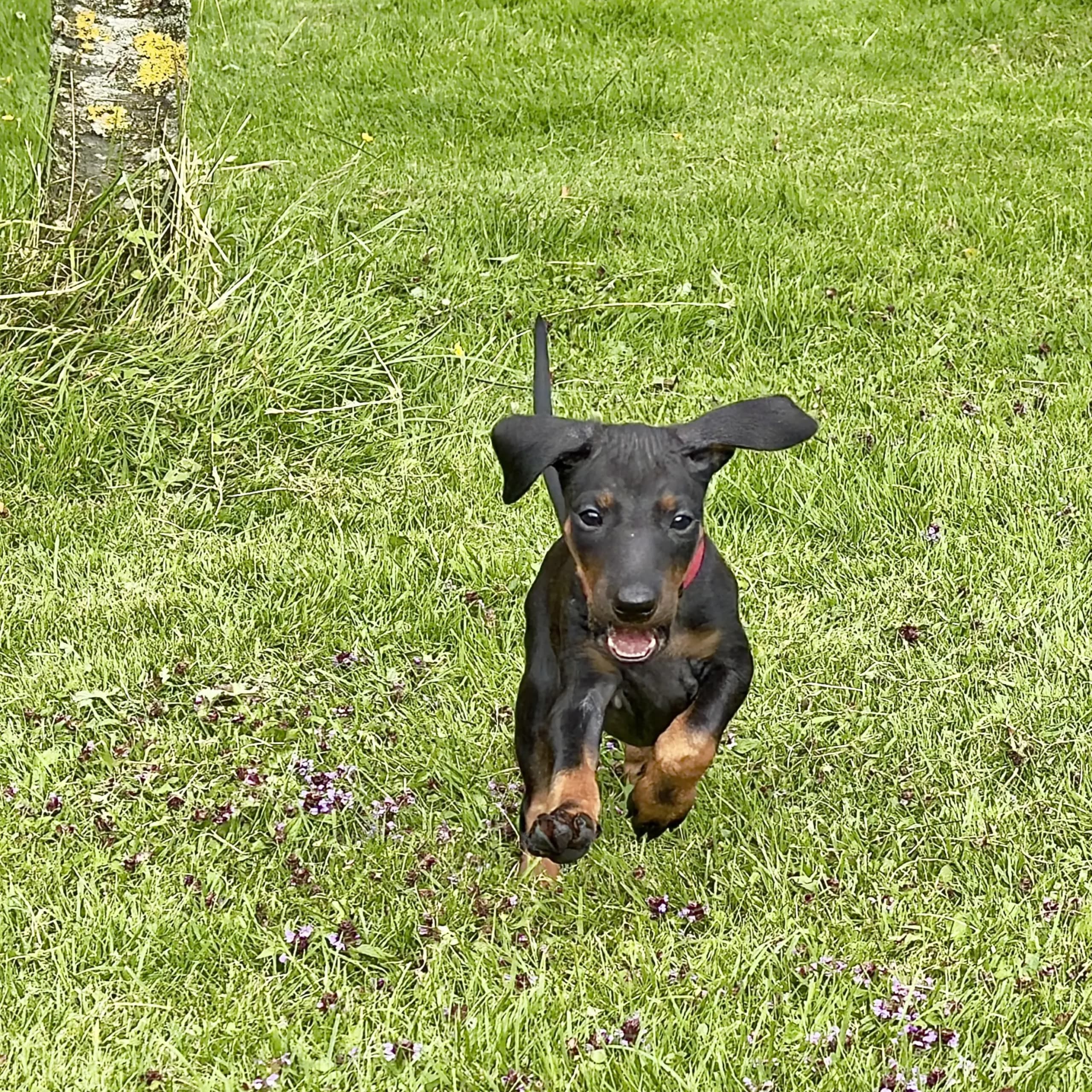 Manchesterterrier