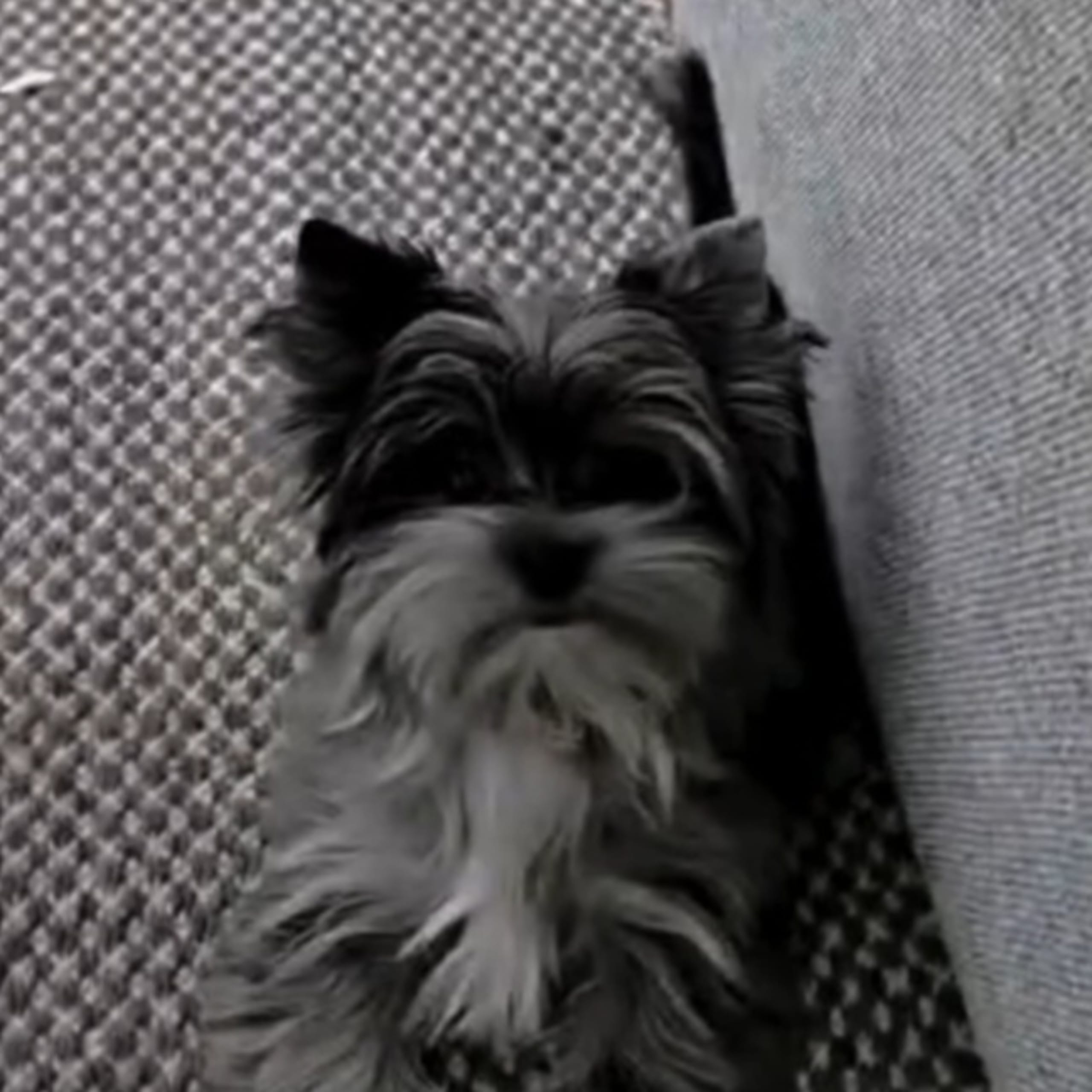Yorkshireterrier