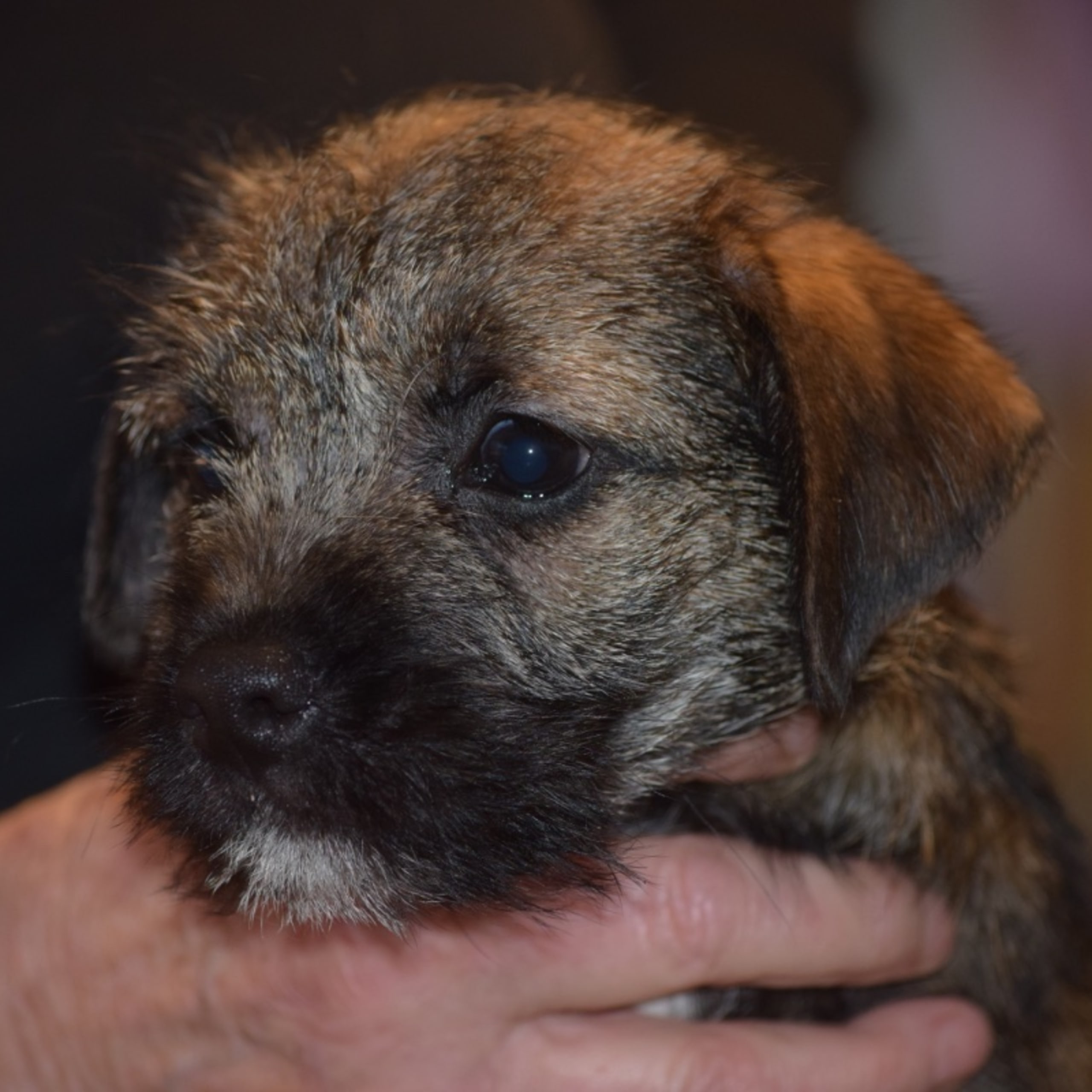 Border terrier