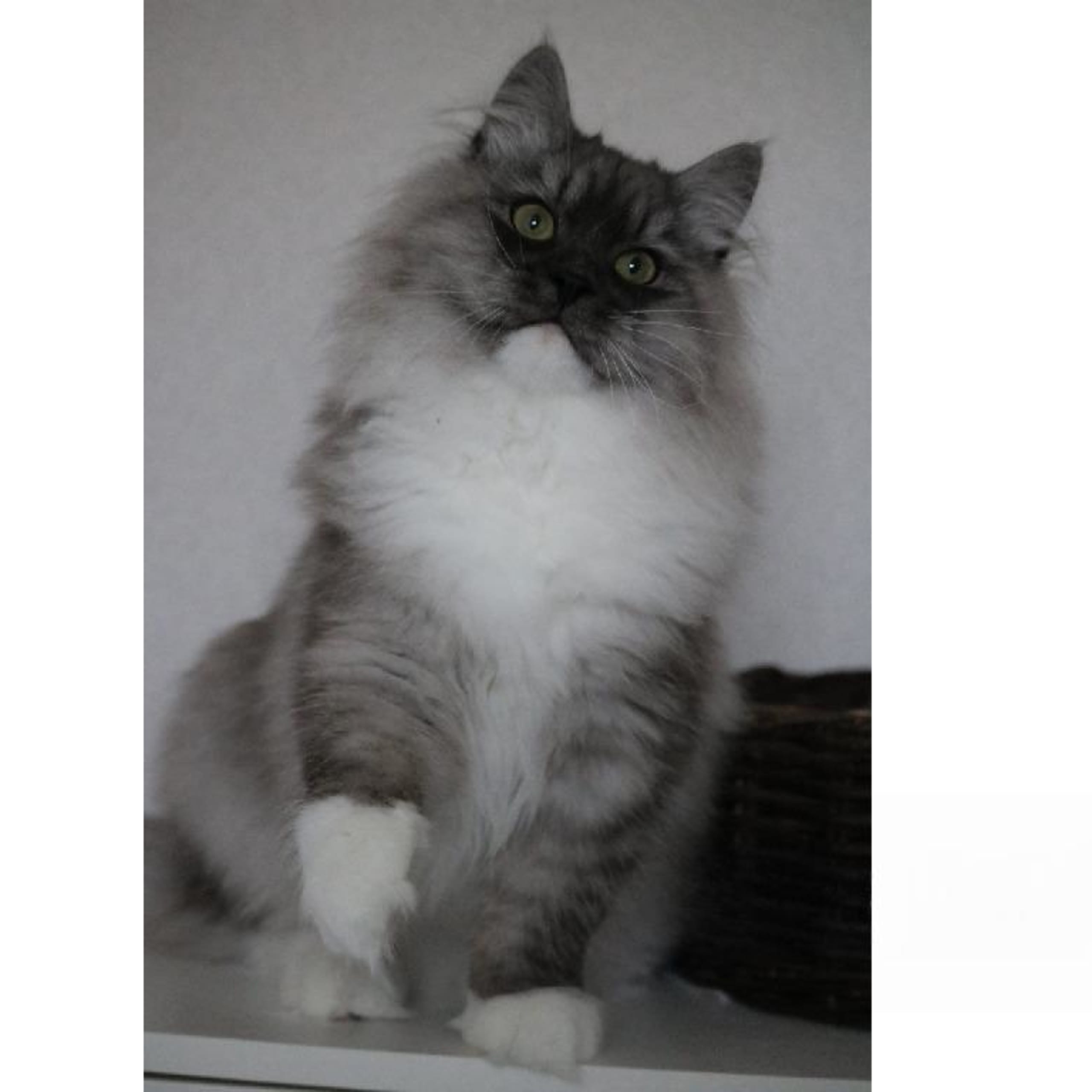 Sibirisk katt