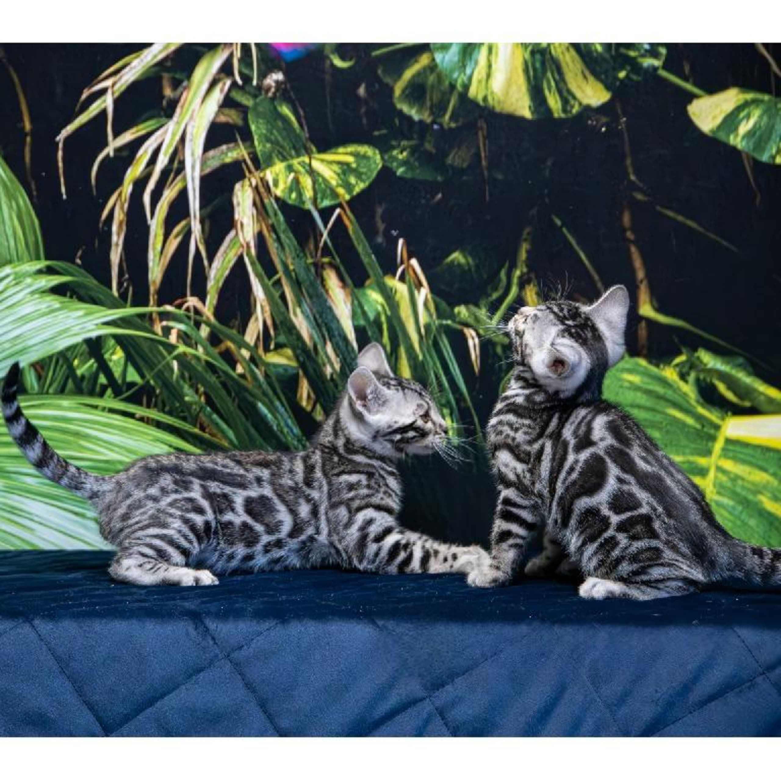 Bengal