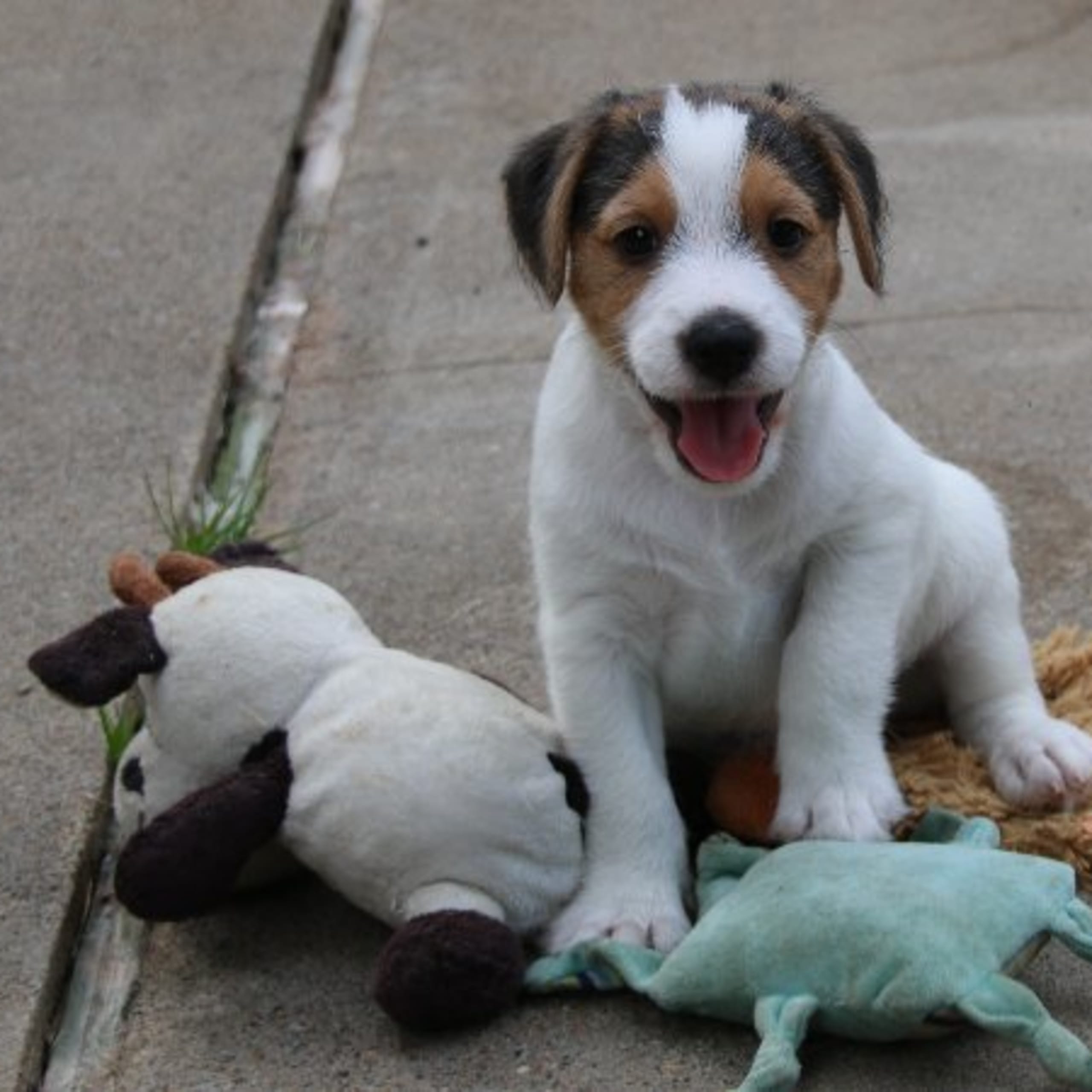 Parson russell terrier