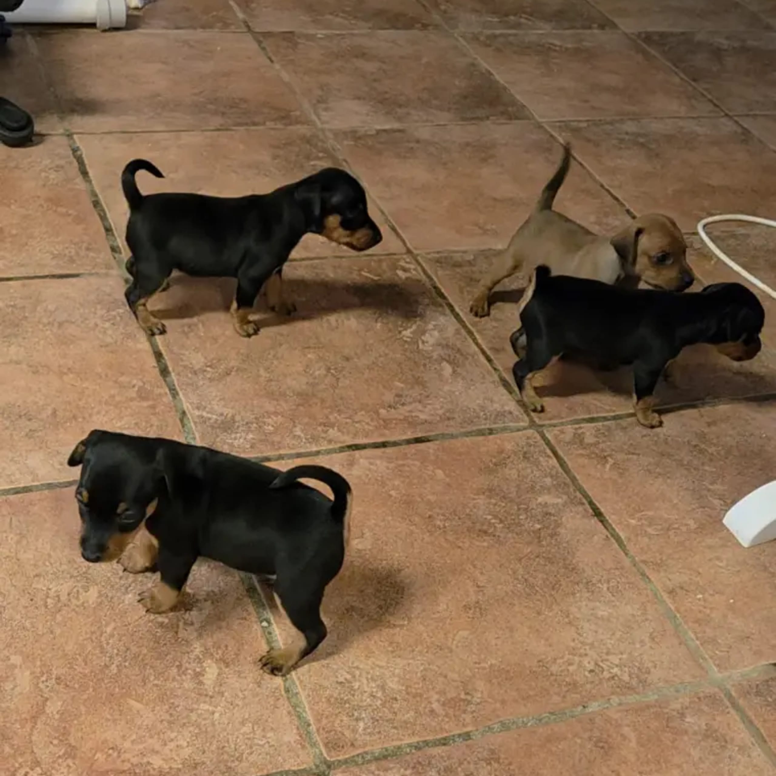 Dvärgpinscher