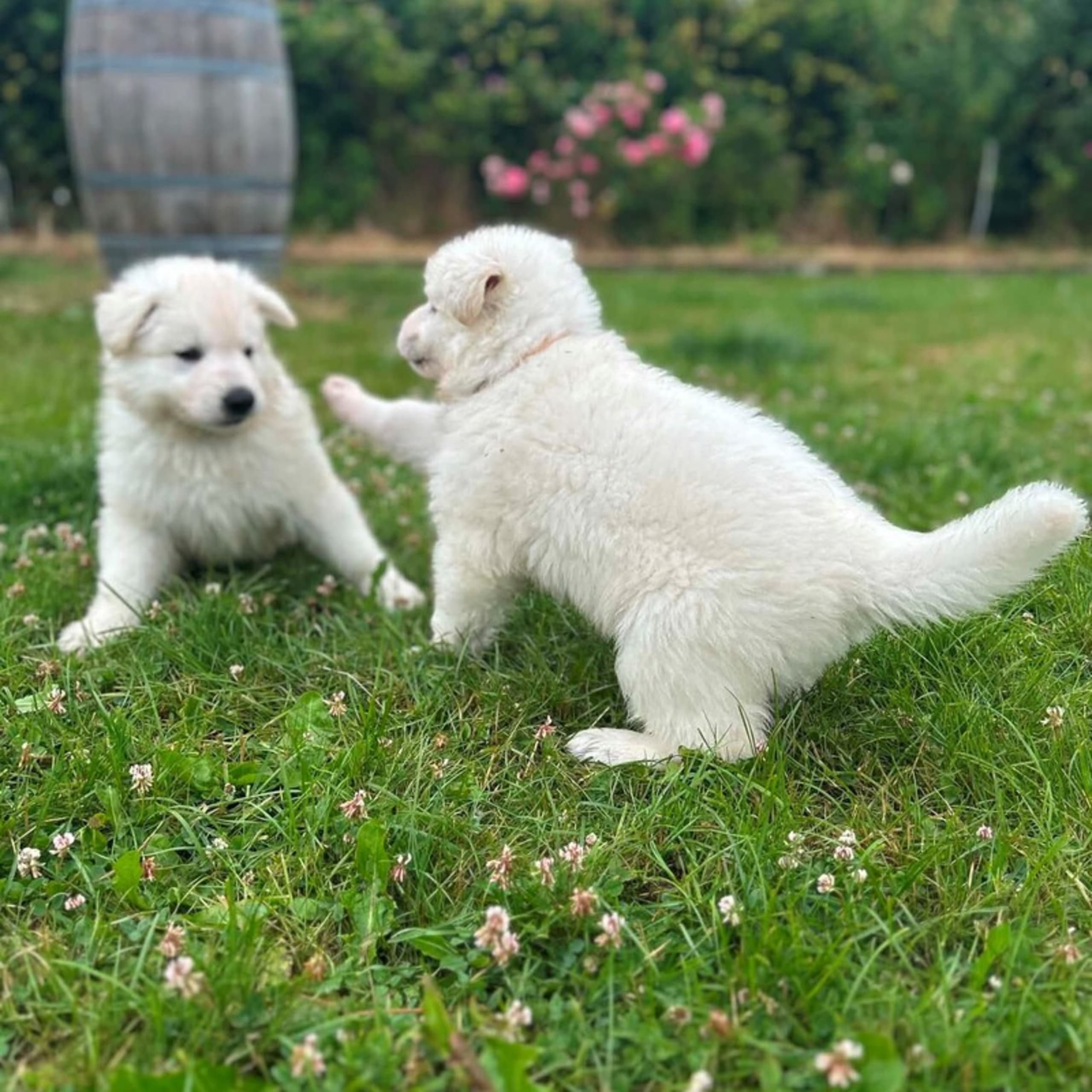 Vit herdehund