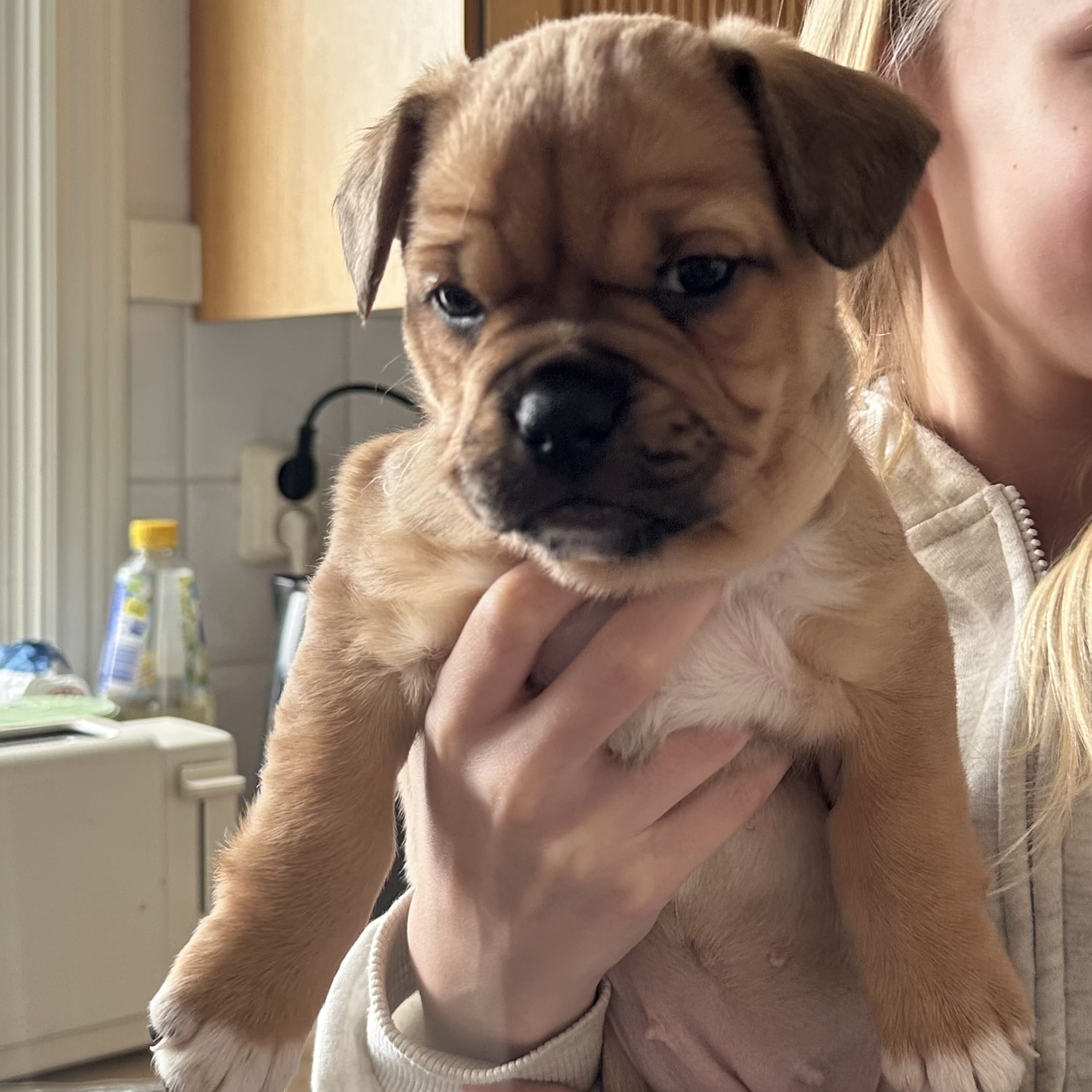 Fransk bulldog och Australiensisk Sheperd