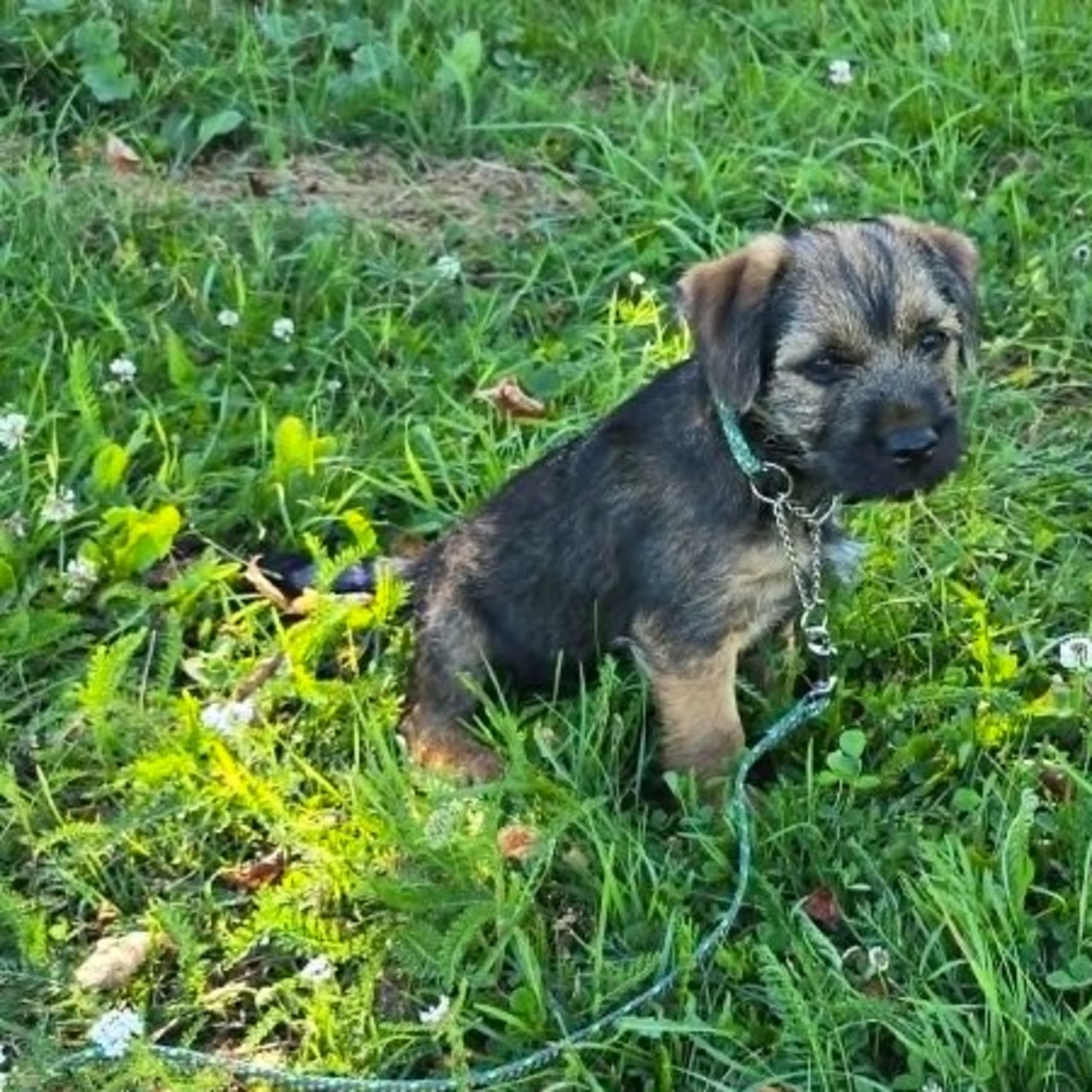 Borderterrier