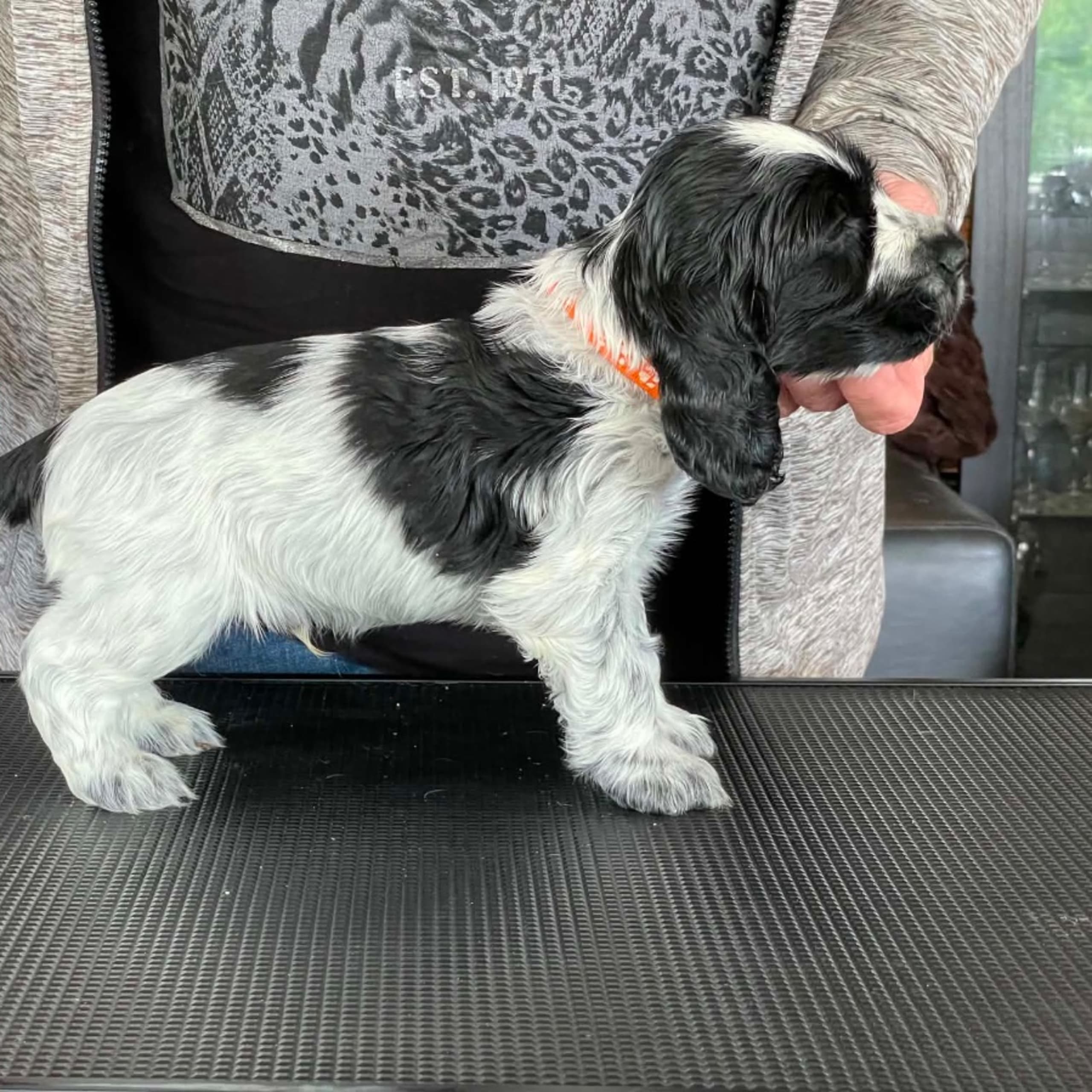 Cocker spaniel