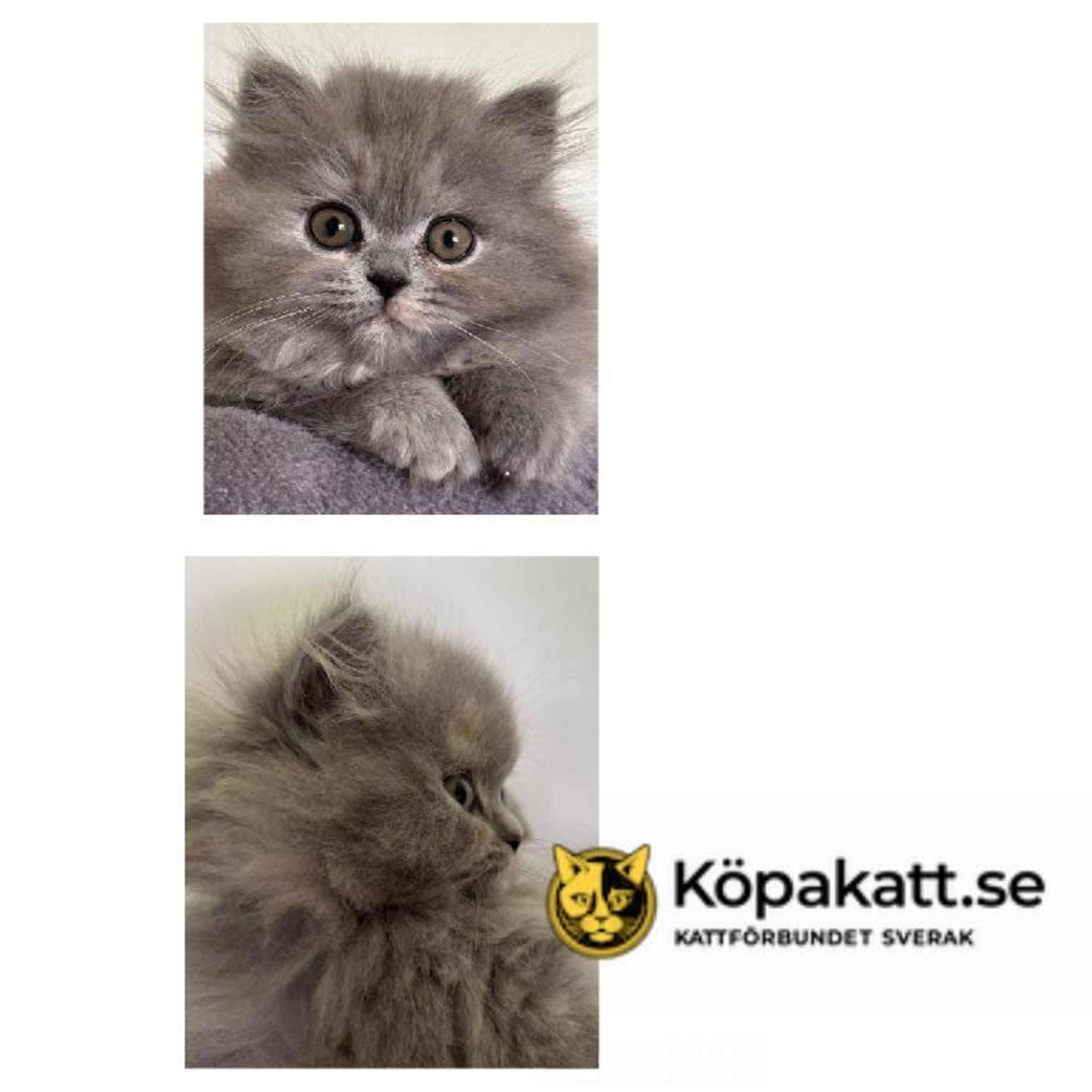 Brittiskt korthår
