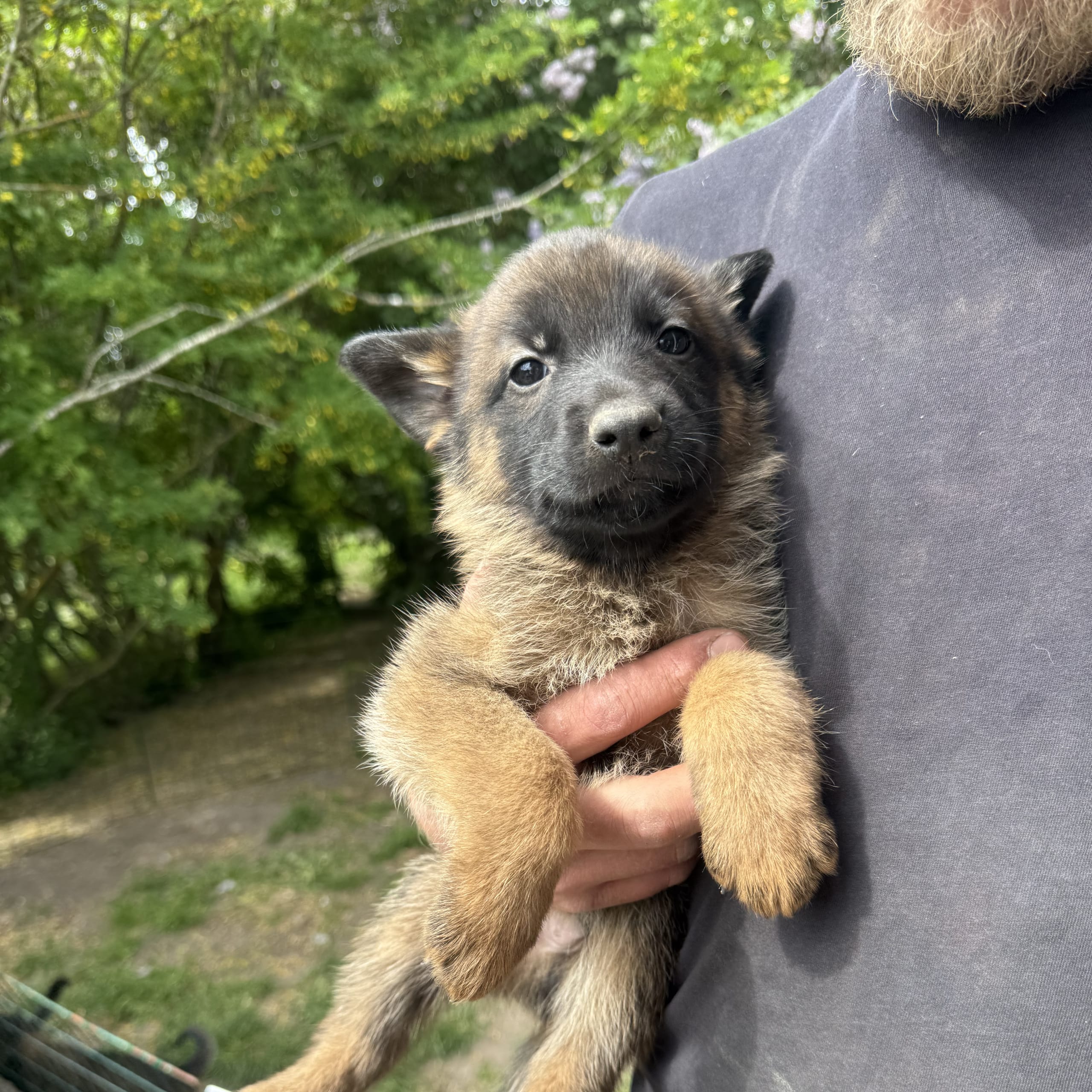 Belgisk vallhund – malinois