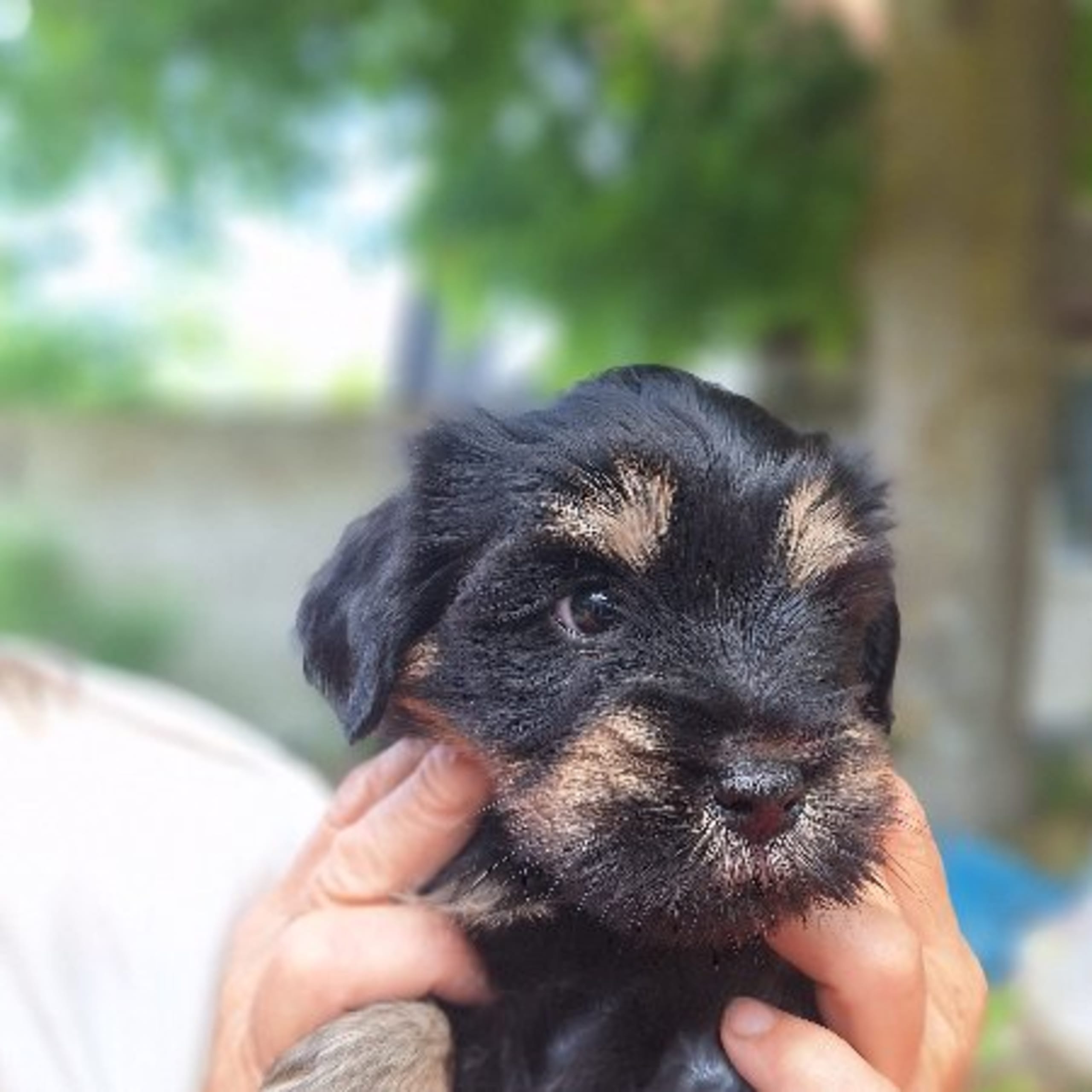 Tibetansk terrier